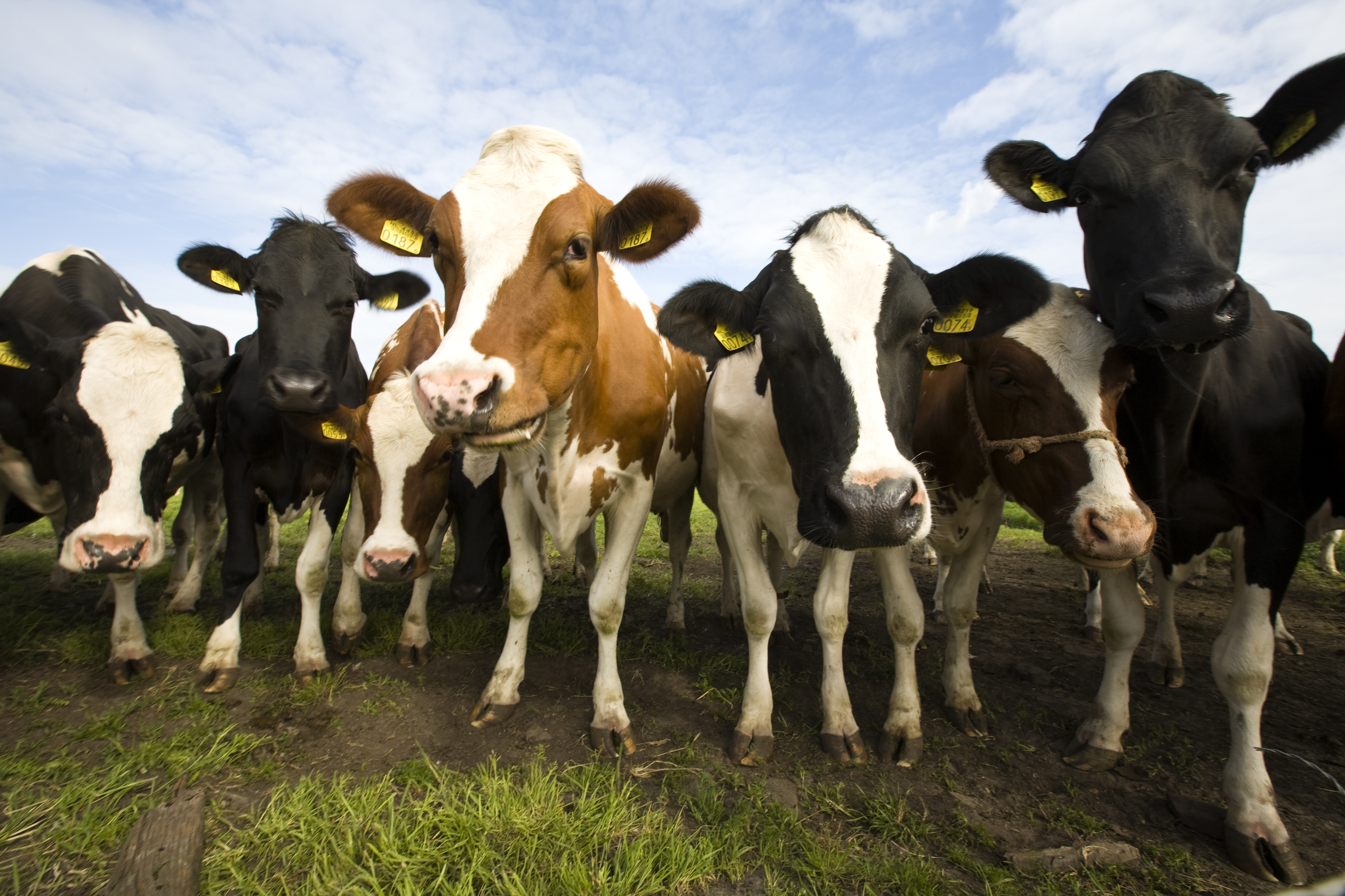 Cows in Dutch pasture