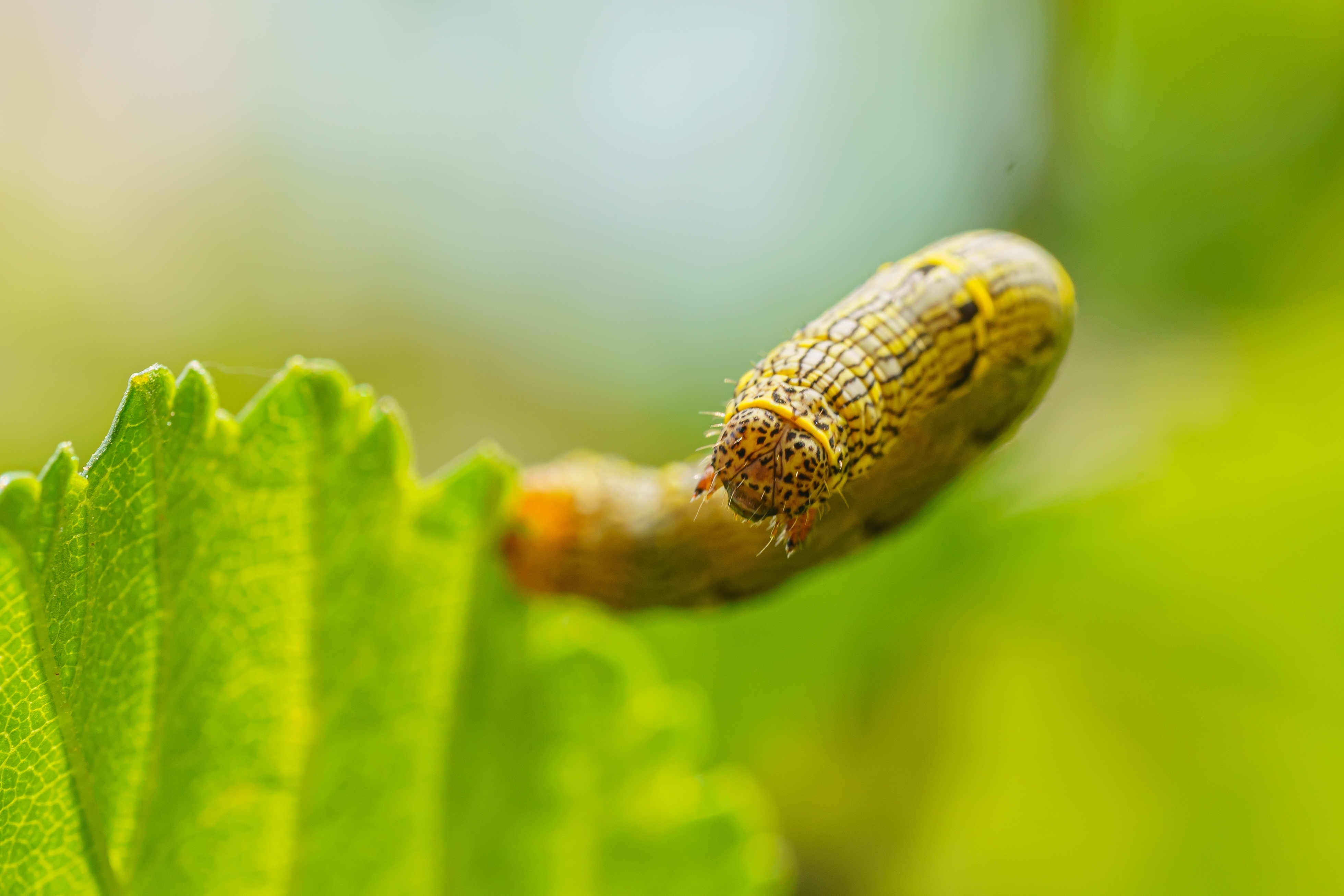 Genomische diversiteit van een wereldwijd invasieve landbouwplaag, de fall armyworm Spodoptera frugiperda