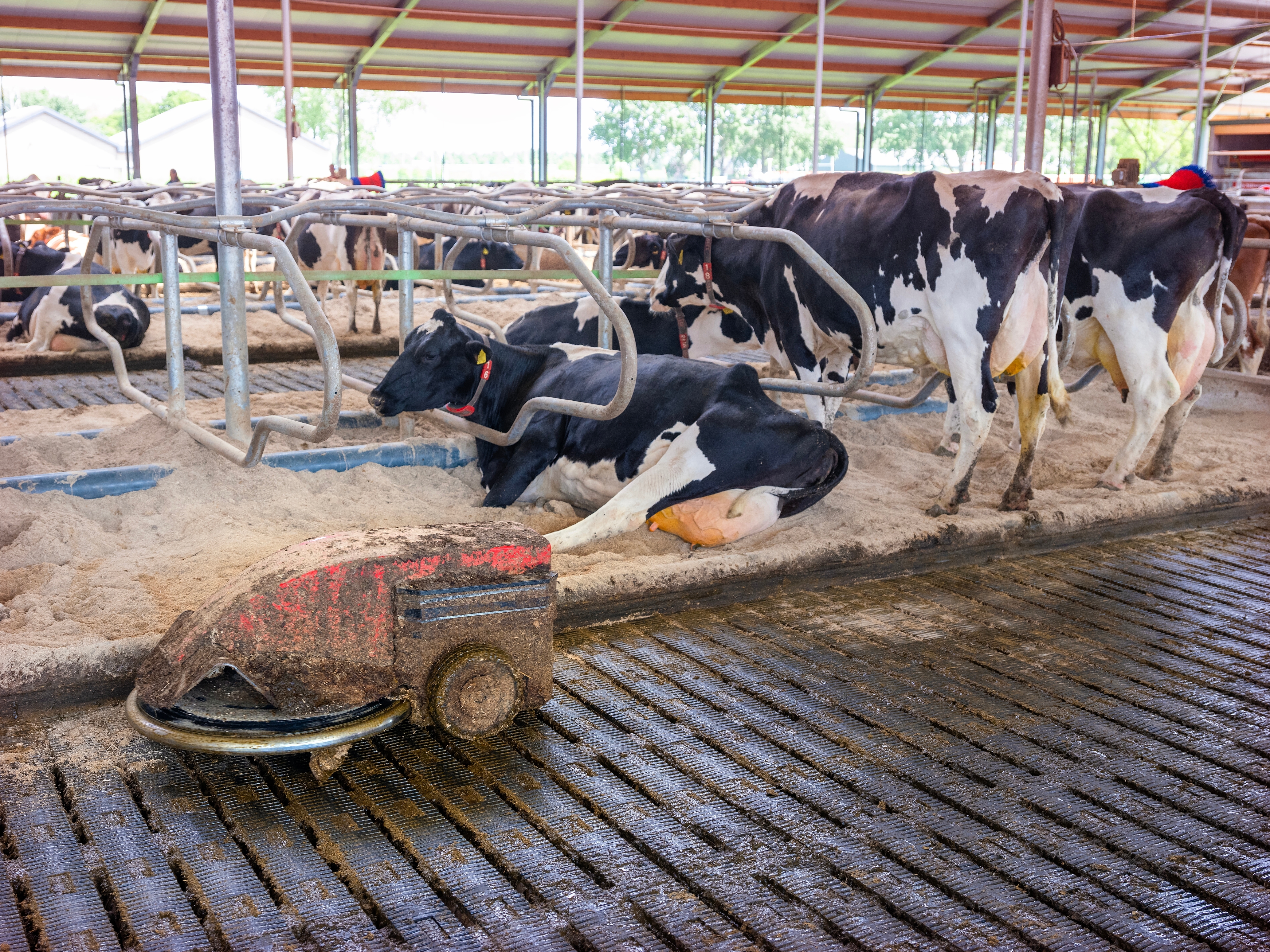 Design of multi coverage path-planning for collaborative manure-removing robots in dairy barns