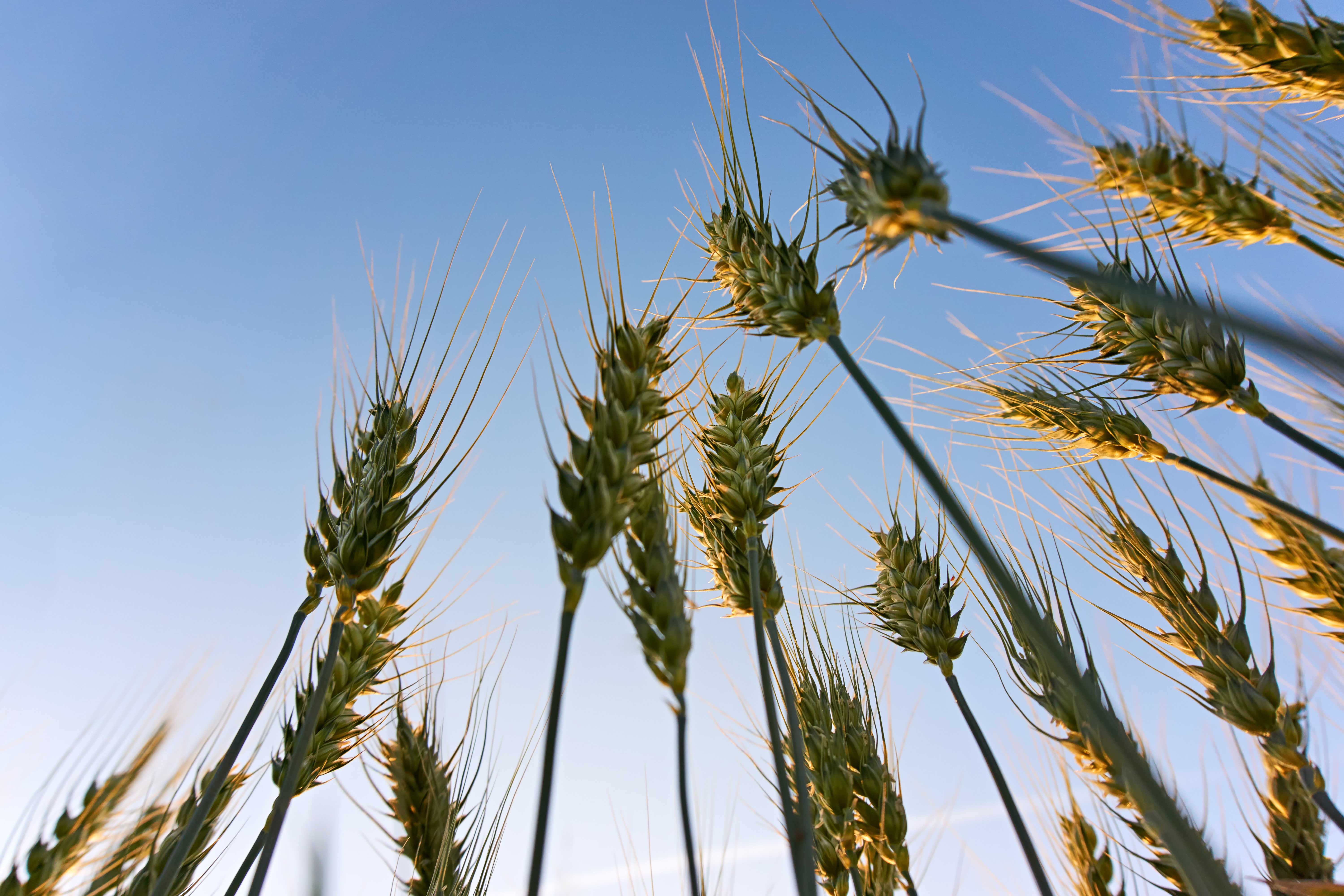 Close up photo of wheat grain