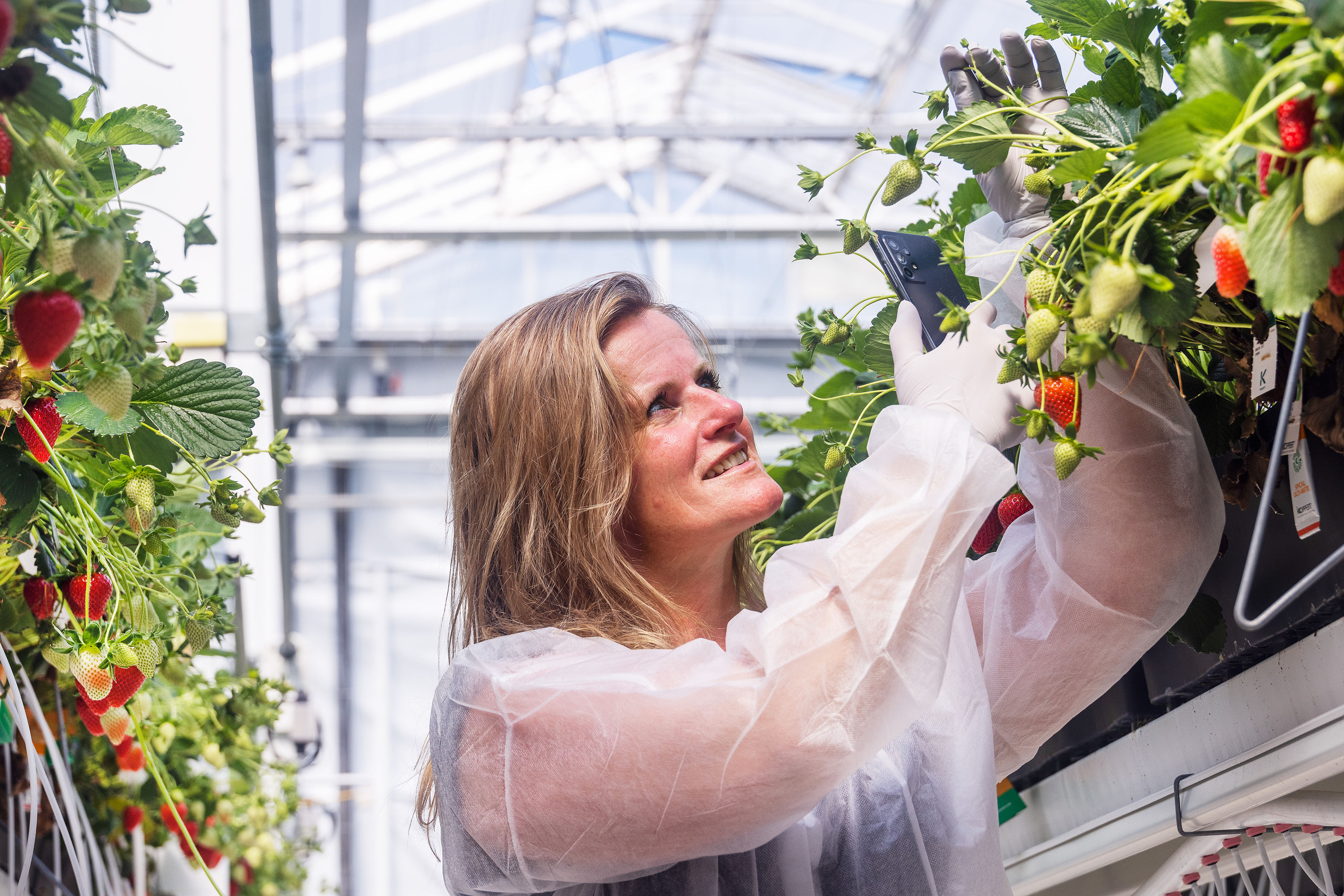 Een vrouw met een beschermende jas aan maakt een foto van aardbeienplanten in de kas in Bleiswijk