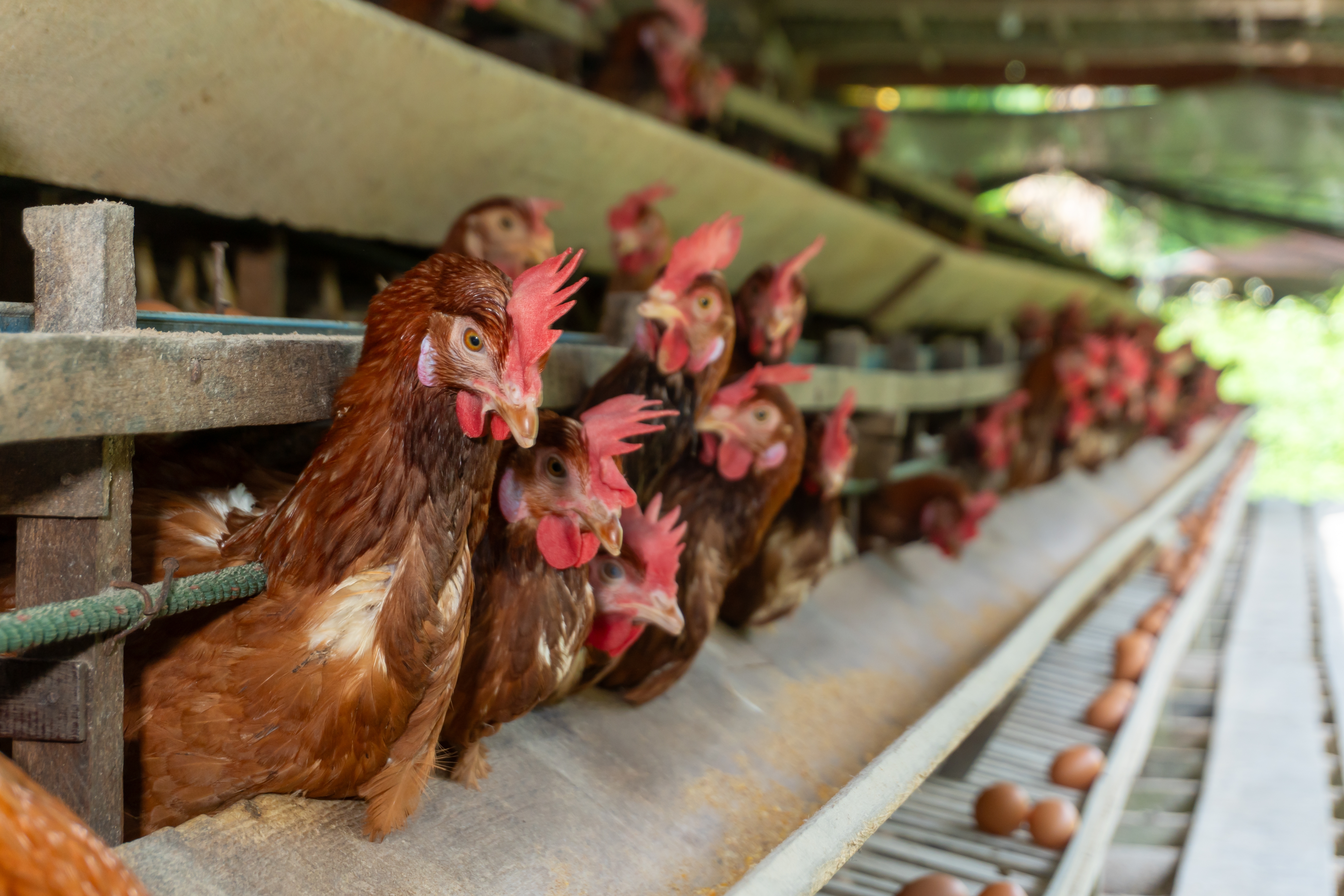 Van ronde hennen naar de legcurve. De invloed van nutritionele strategieën op de lichaamssamenstelling en legpersistentie bij hennen