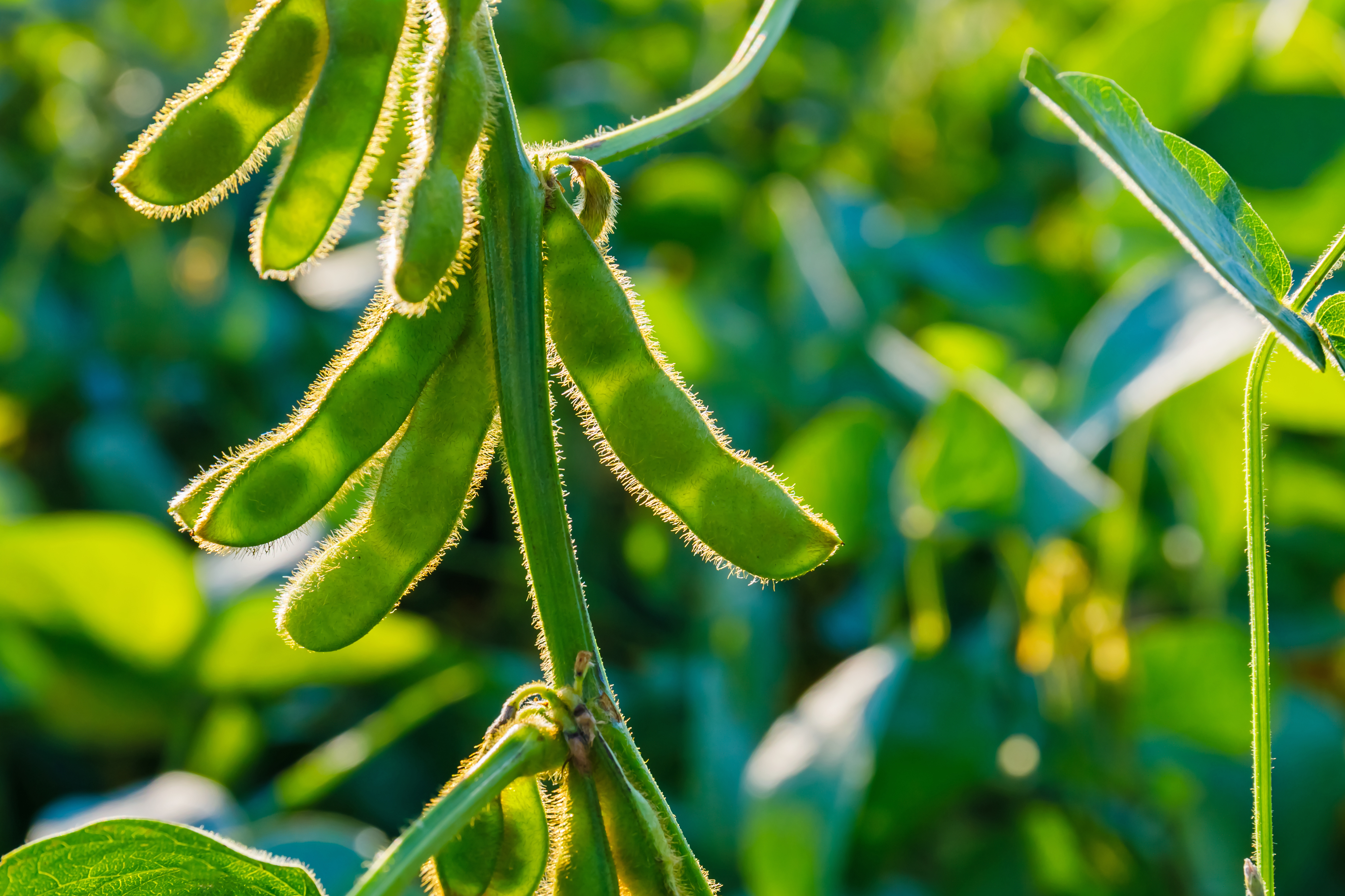 soybean pods