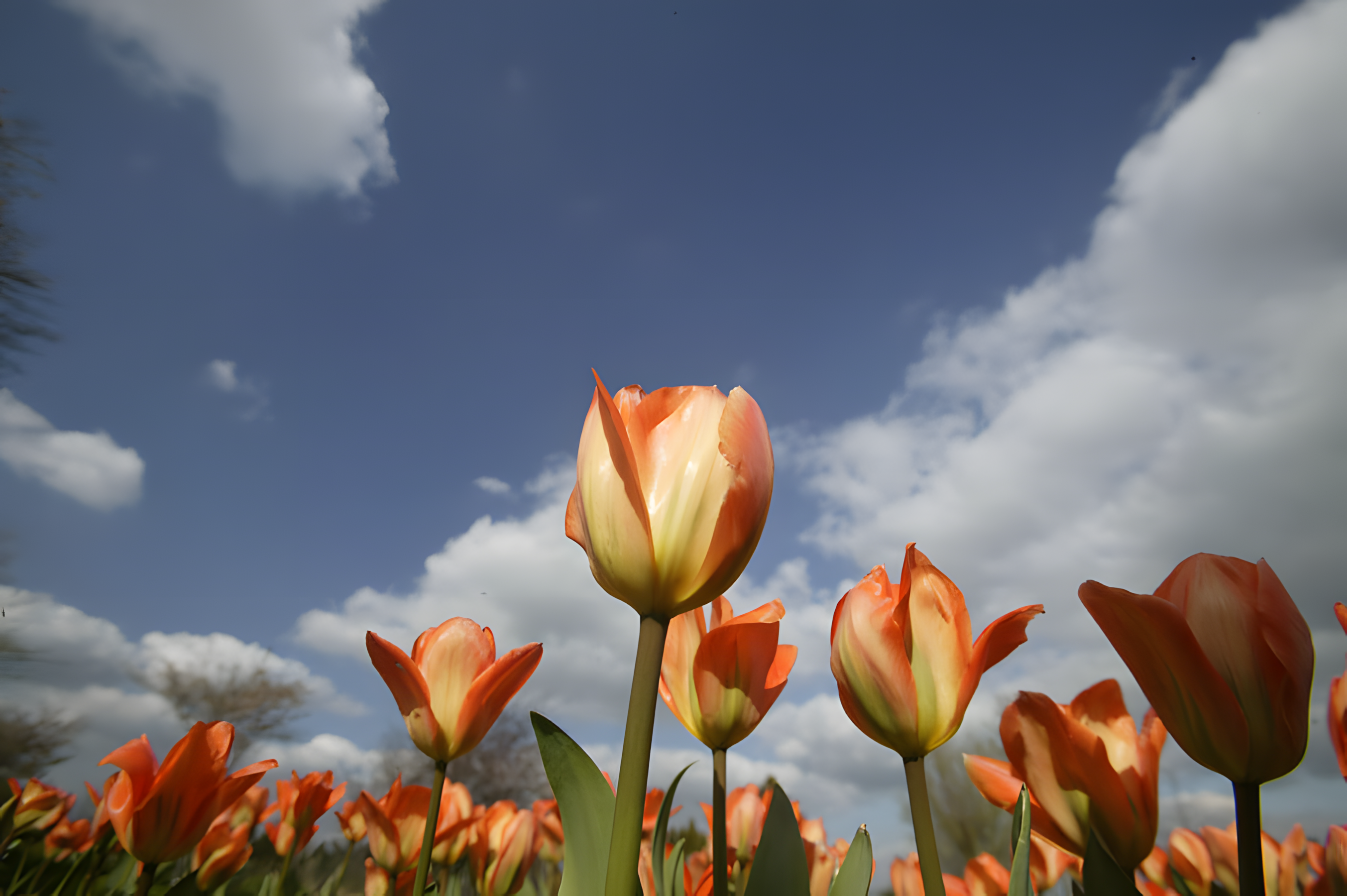 Tulpenveld in Bleiswijk gezien vanaf kikkerperspectief