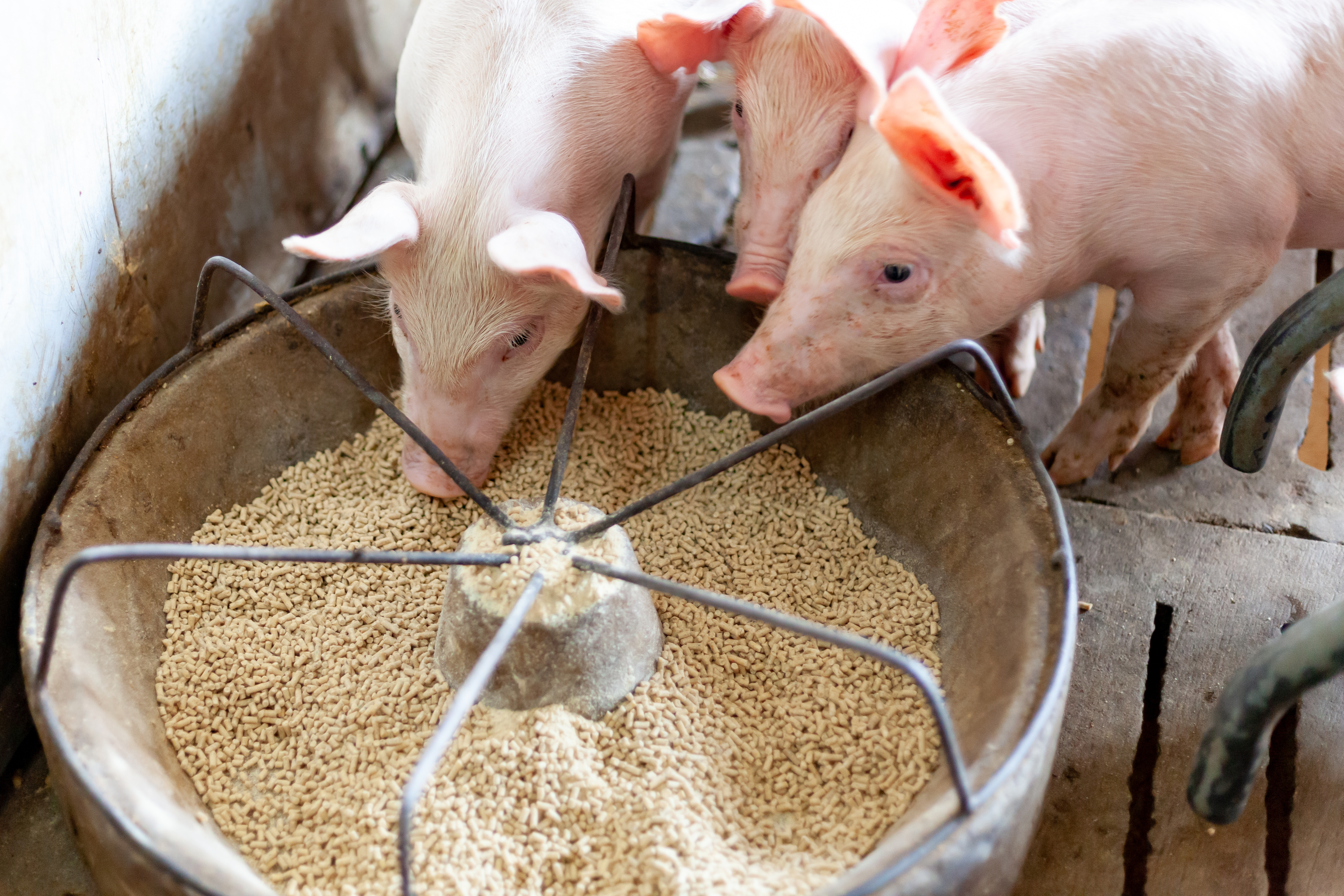 voer varkens