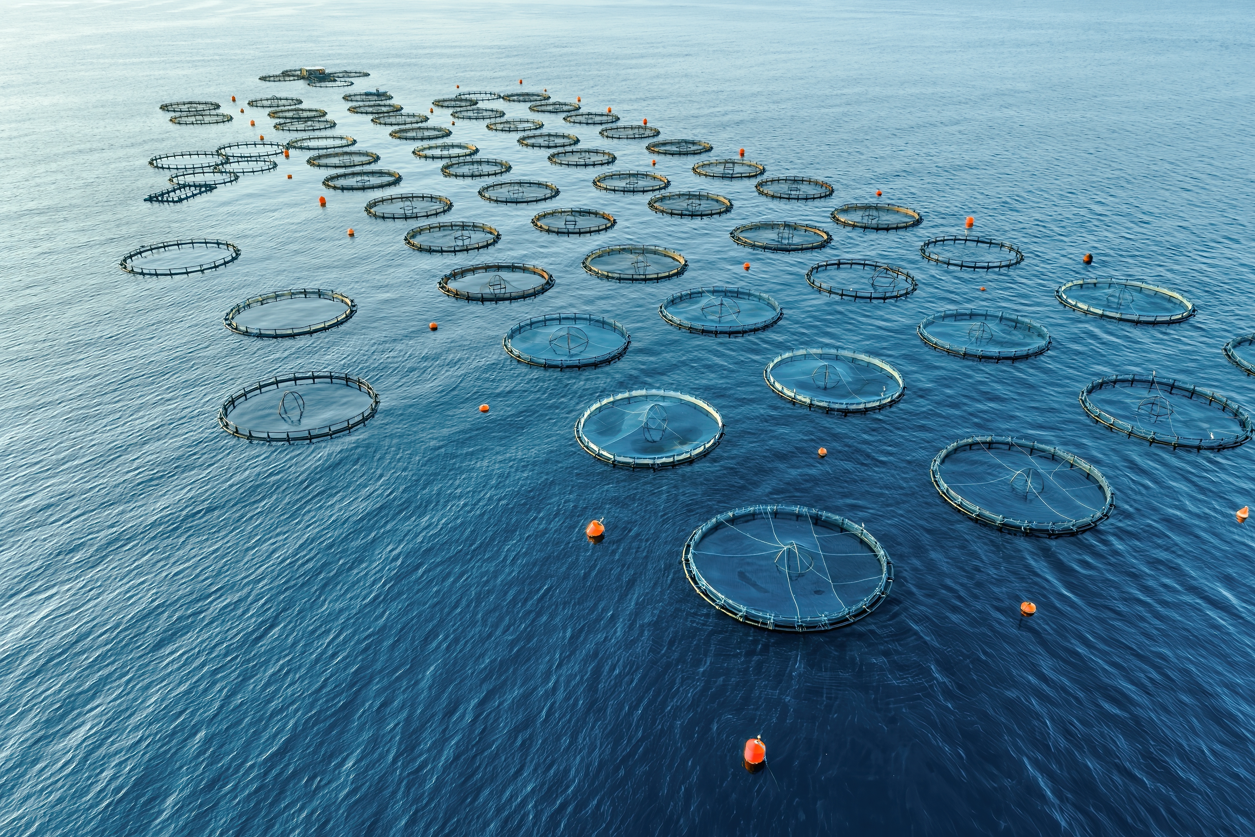 Digitalisering van Duurzaamheidssturing in Aquacultuur: Implicaties voor de inclusie van kleinschalige producenten