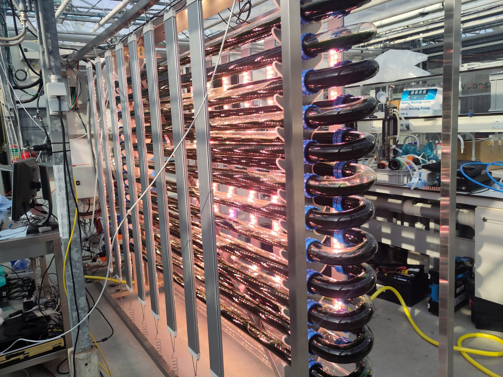 Pioprocess engineering extremophilic microalgae