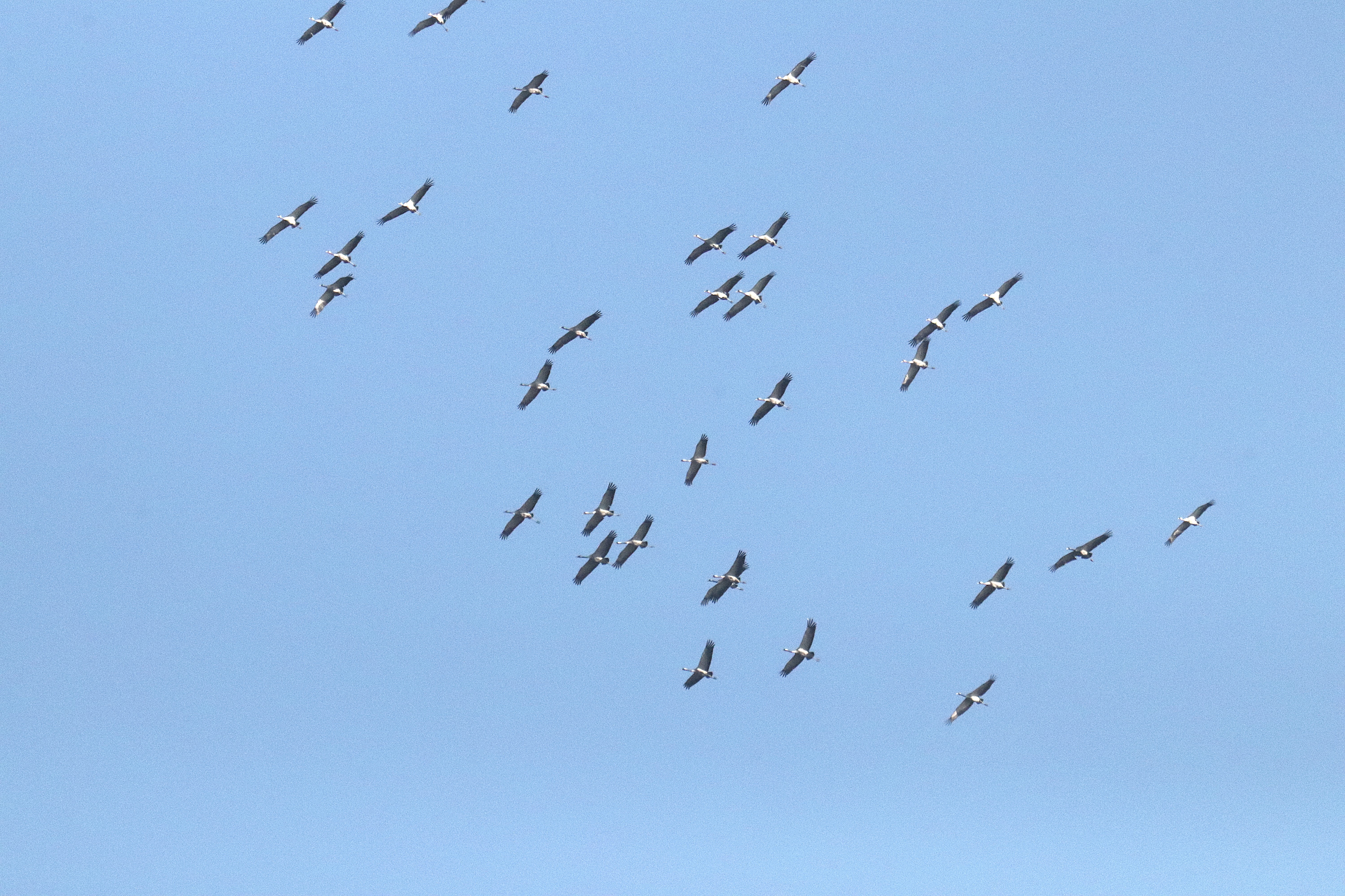 Kraanvogels op trek
