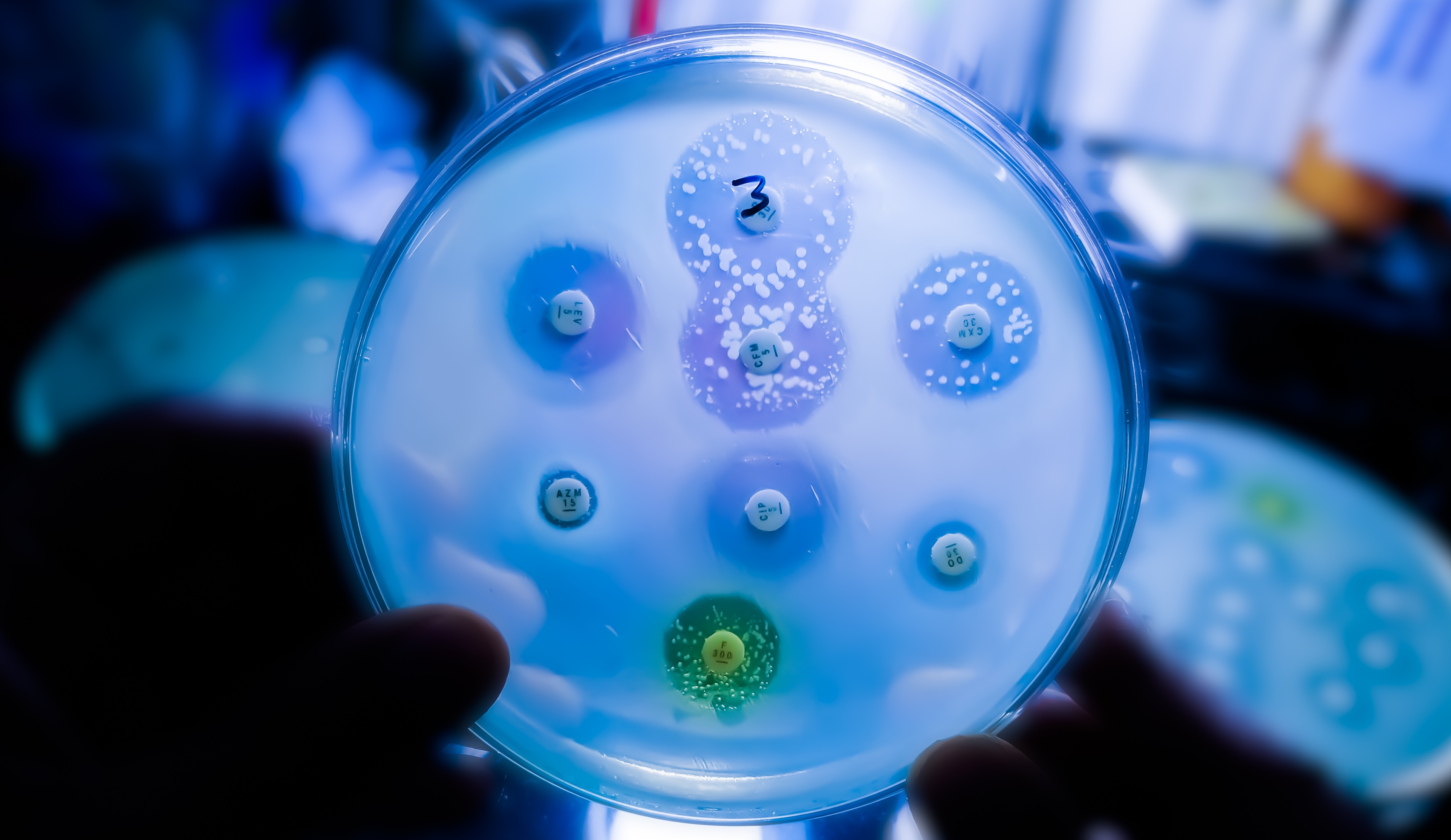 Fungal aromatic prenyltransferases: Characterization and product profiling