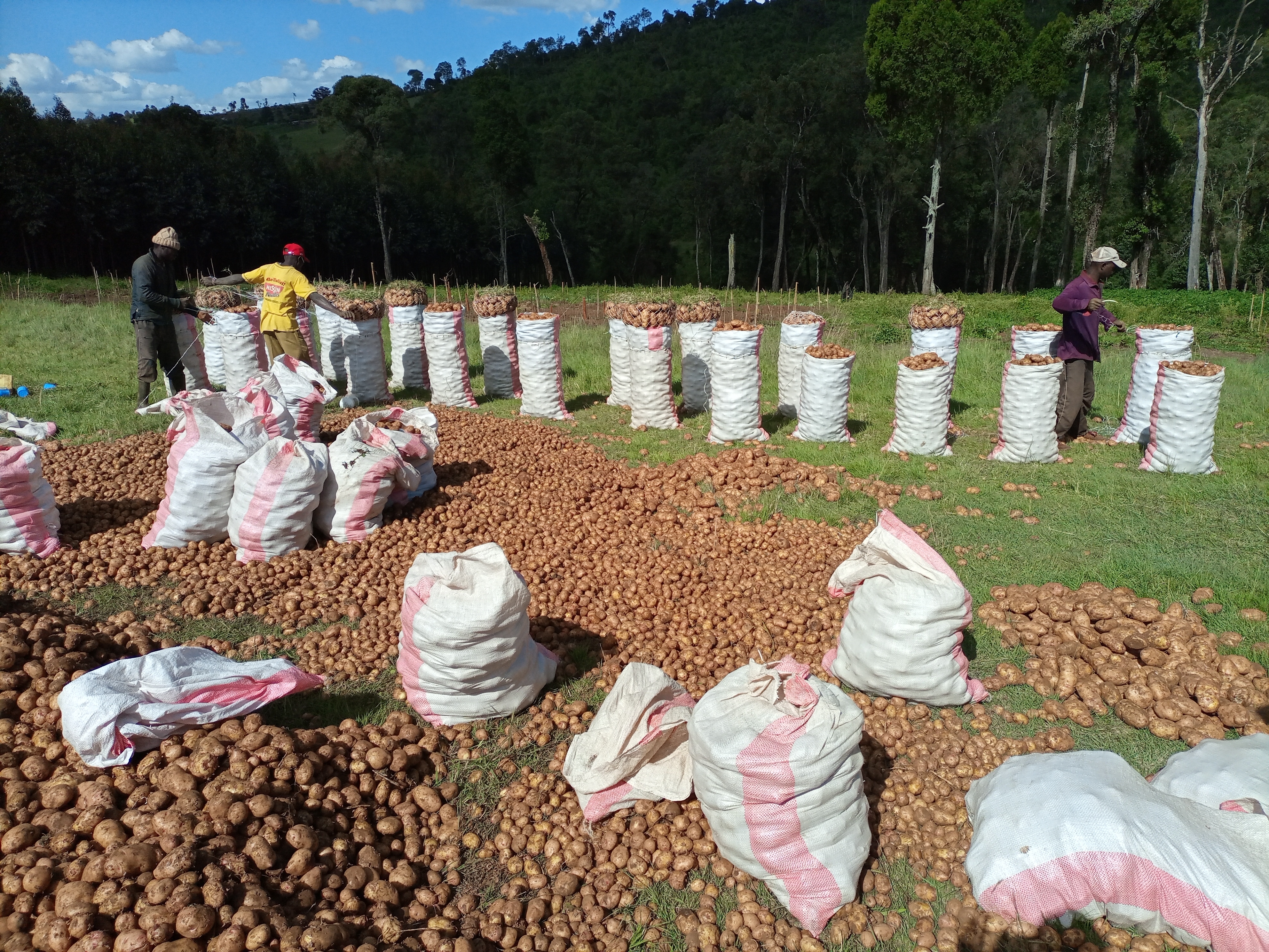 On dynamics and stagnation in the use of varieties and improved seed of potato in Kenya