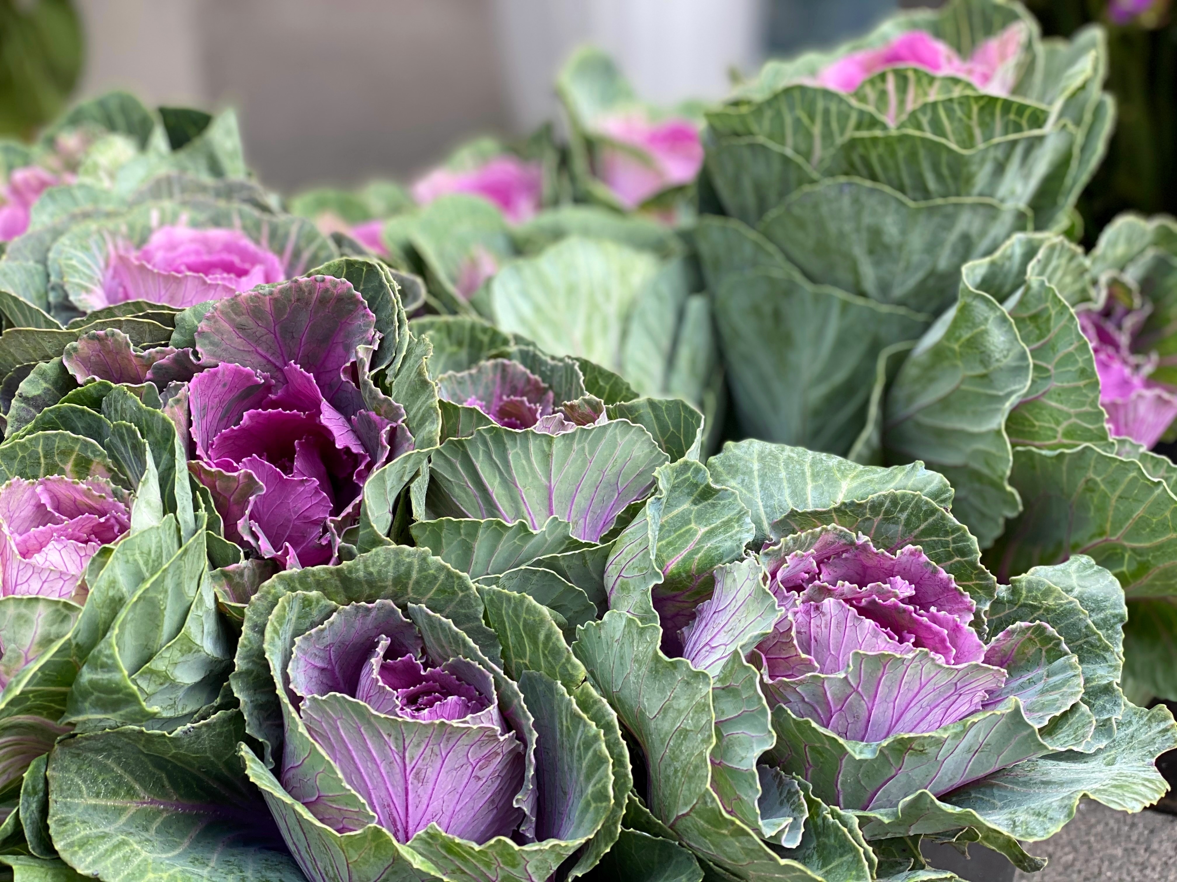 Decoding Leafy Head Formation in Brassica Using Machine Learning