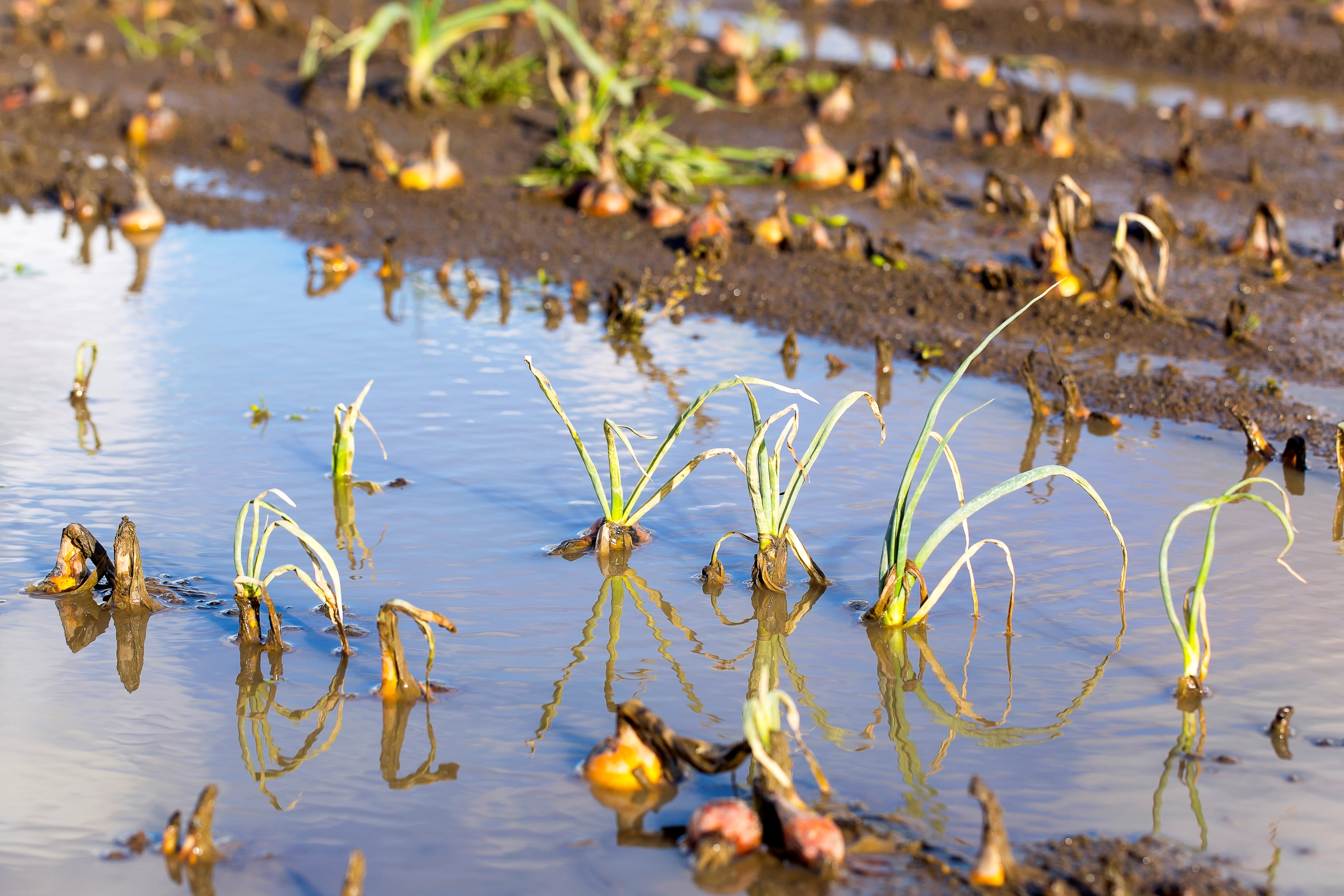 flooded farmland