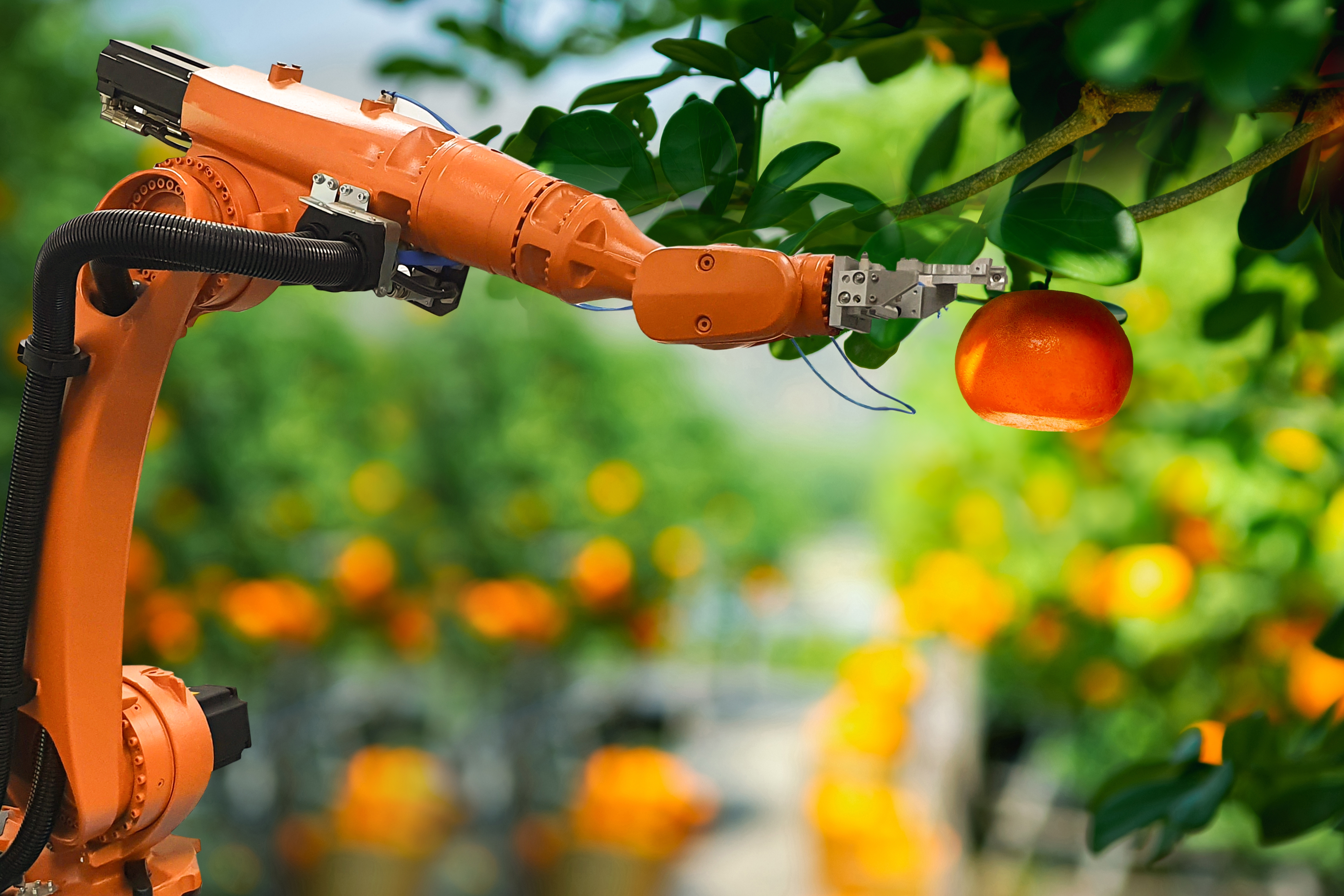 Het modeleren van variatie voor robots die leren om meerdere types fruit te plukken