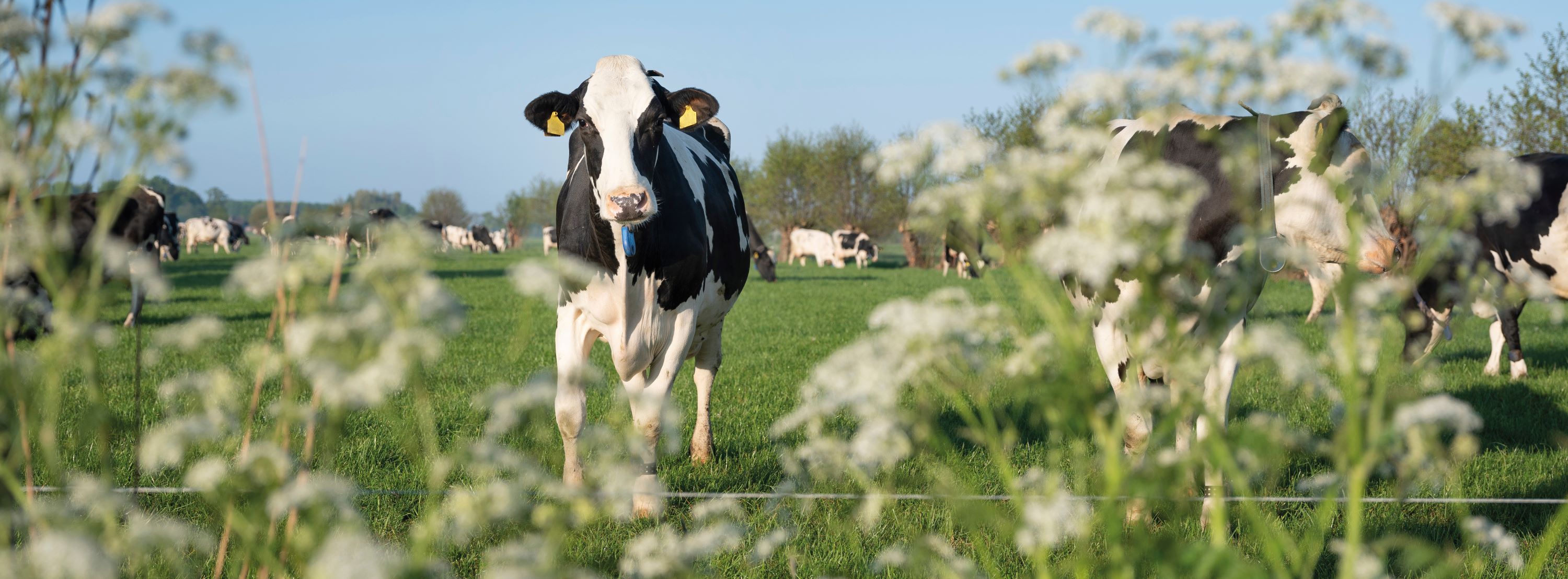 Nederlandse koe in biodivers veld.