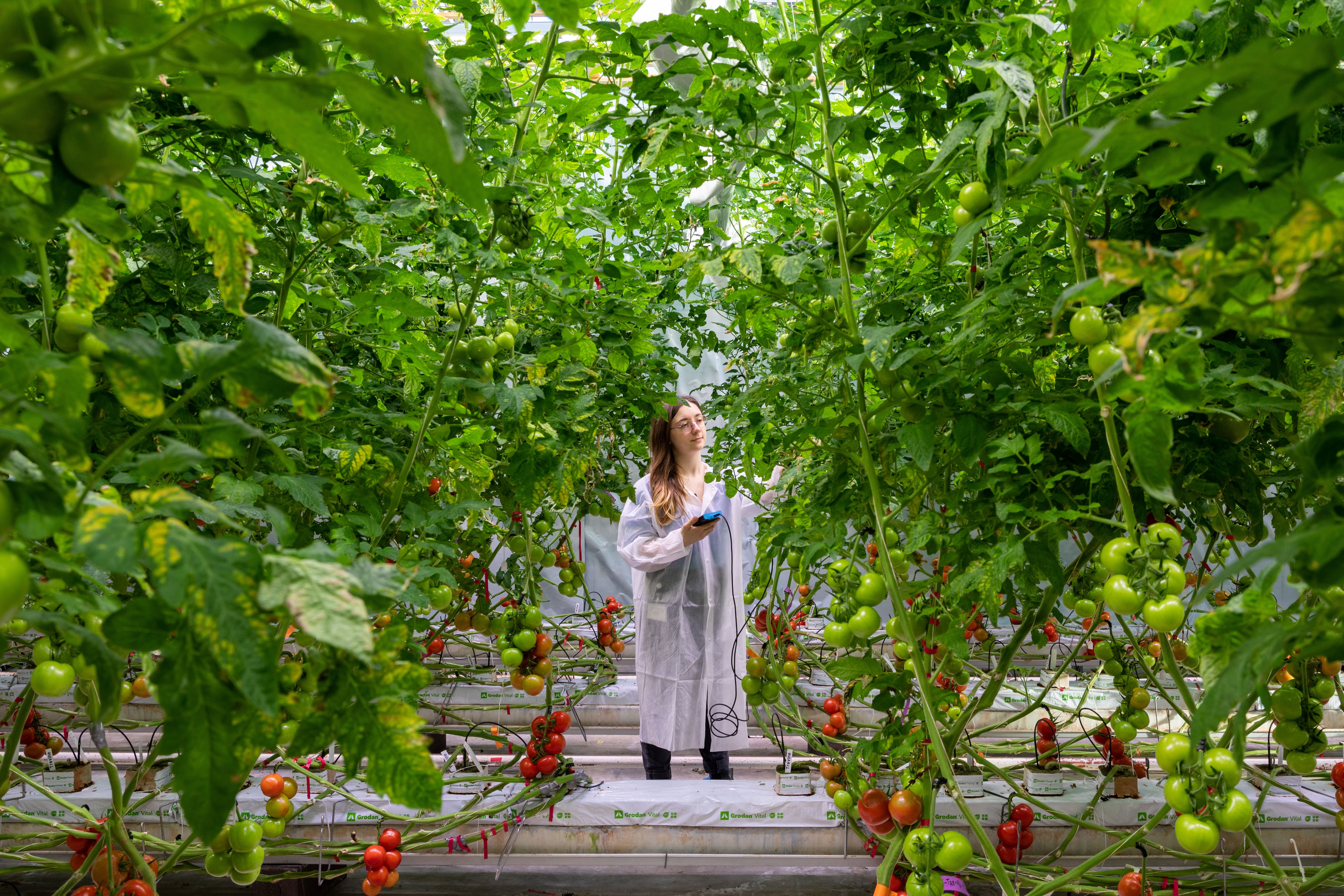 Colleague is harvesting tomatoes in the greenhouse