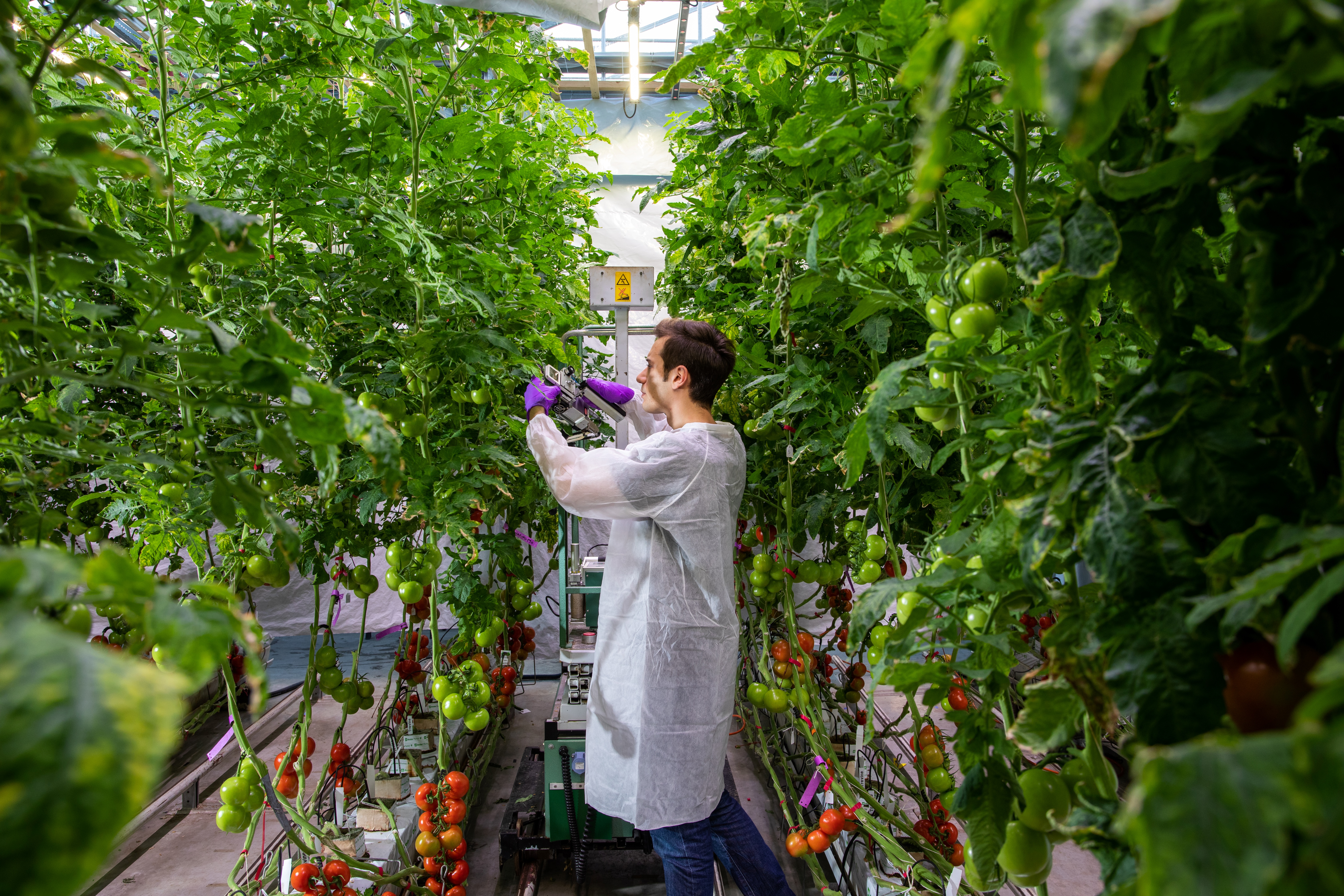 Student in greenhouse