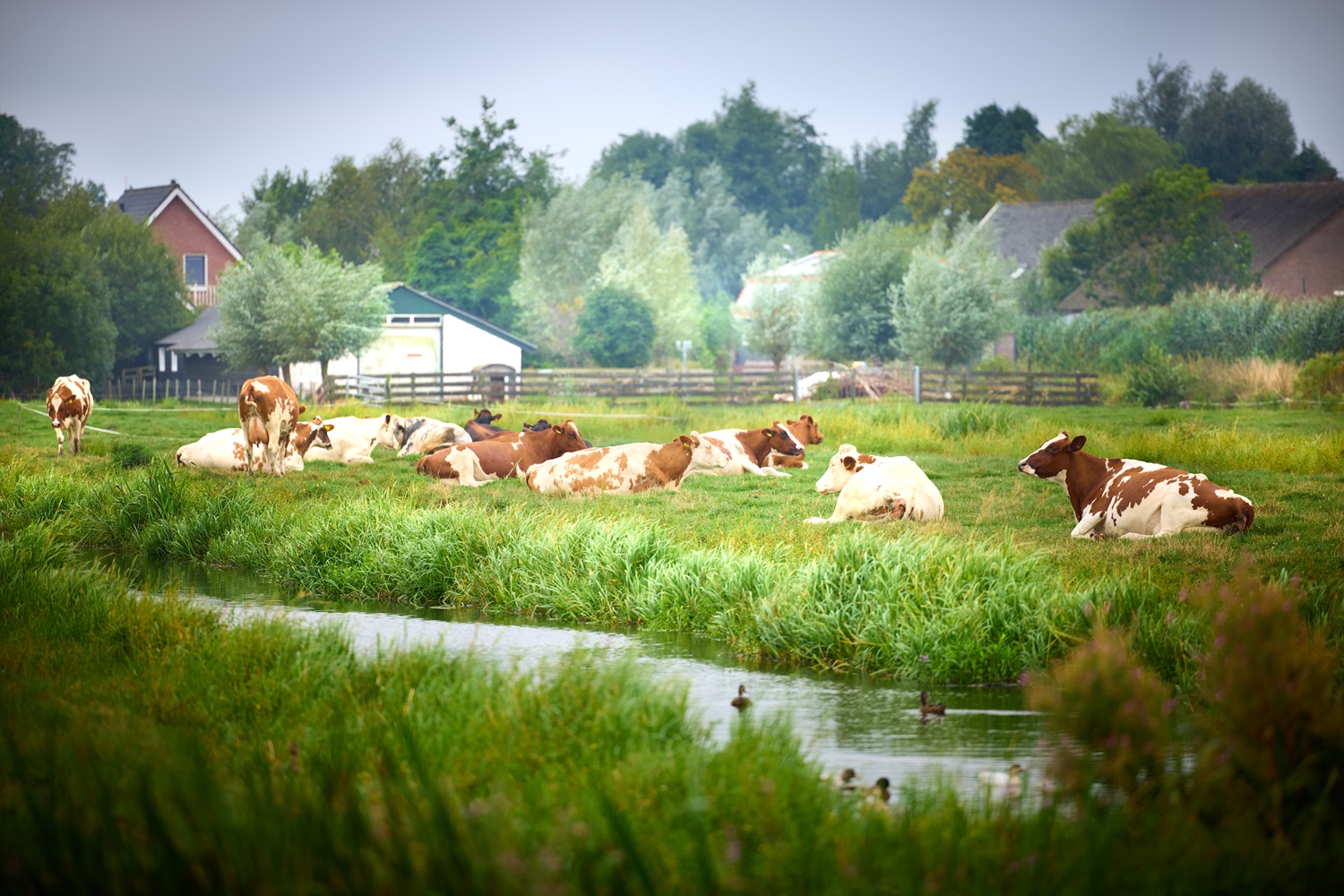 Liggende roodbonte koeien in weiland met sloot op voorgrond