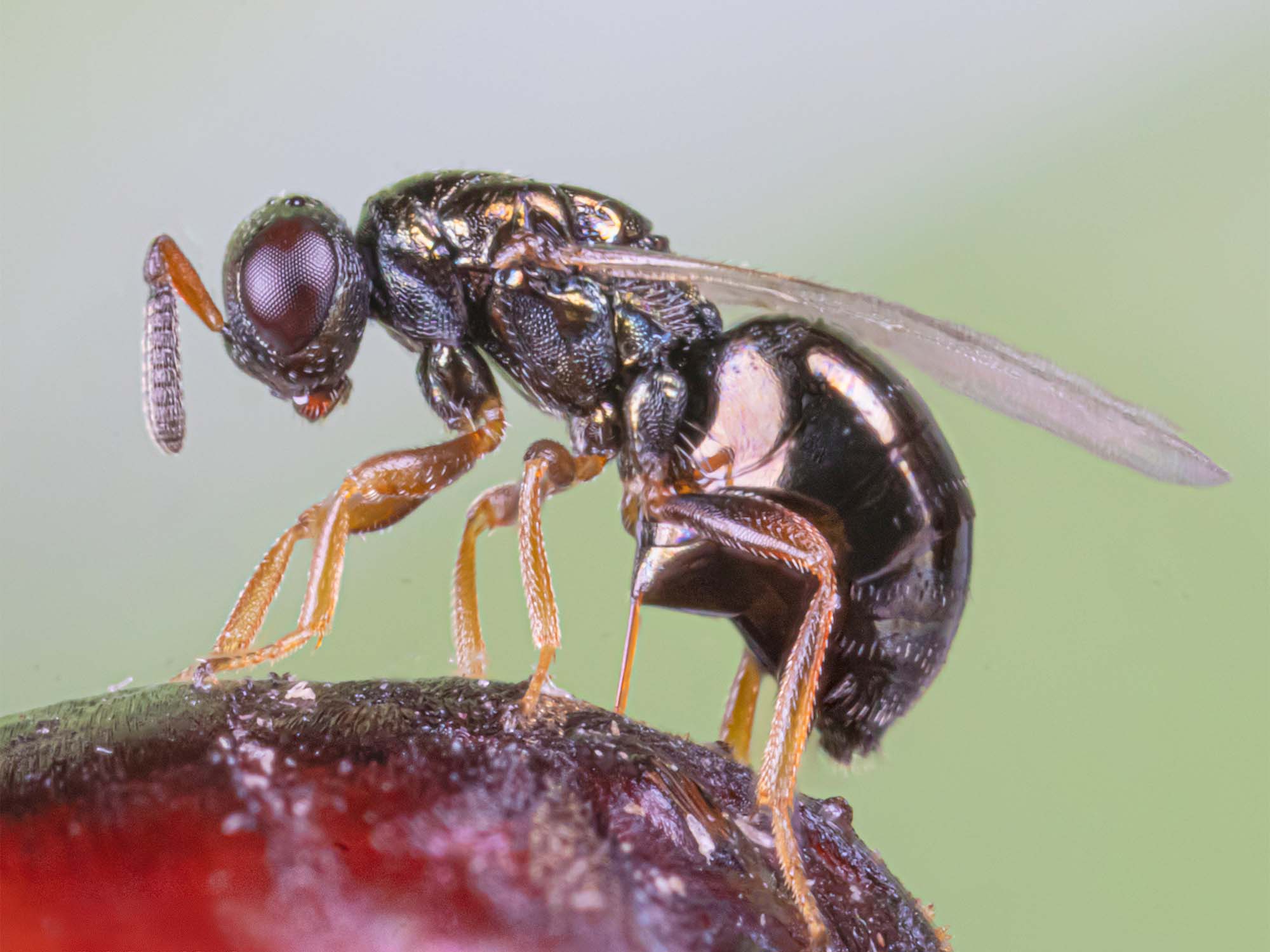 The parasitic wasp Nasonia vitripennis lays her eggs in a fly pupa