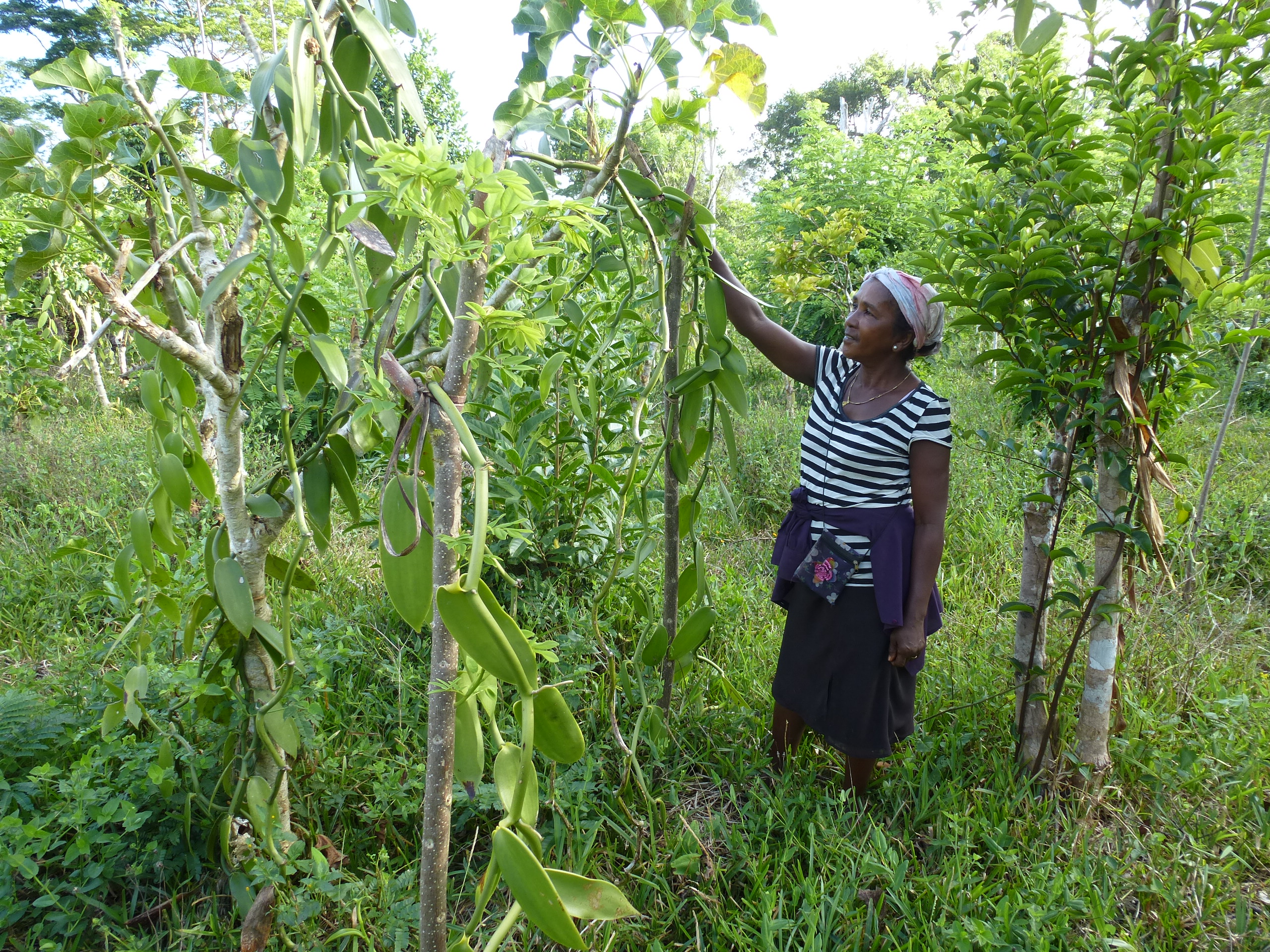 Vanille boer in haar agroforest