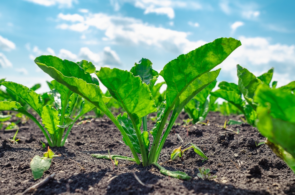 beet plant