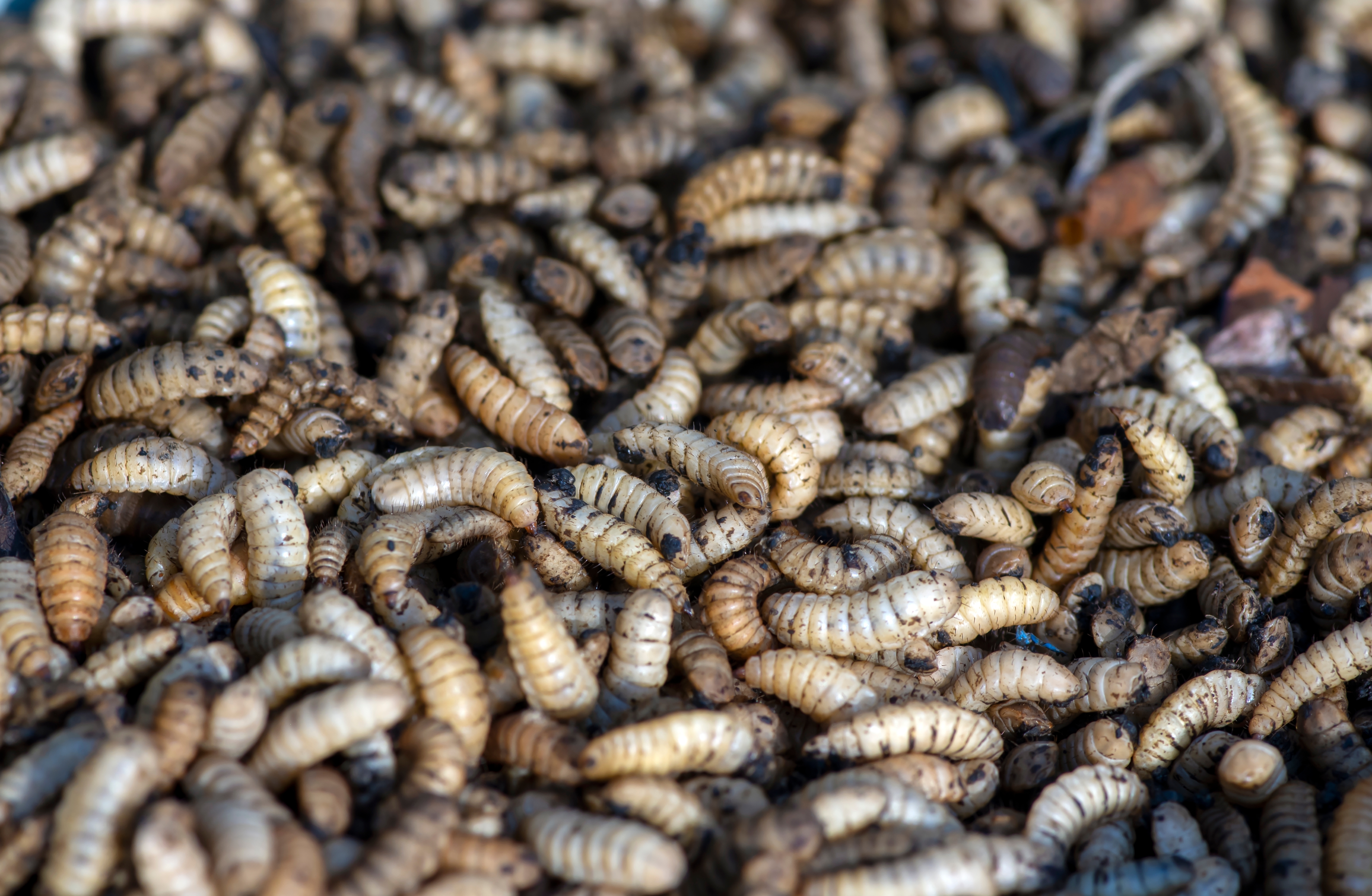THE POWER OF METALCORE; Iron Biofortification of Black Soldier Fly Larvae as an enhanced micronutrient source