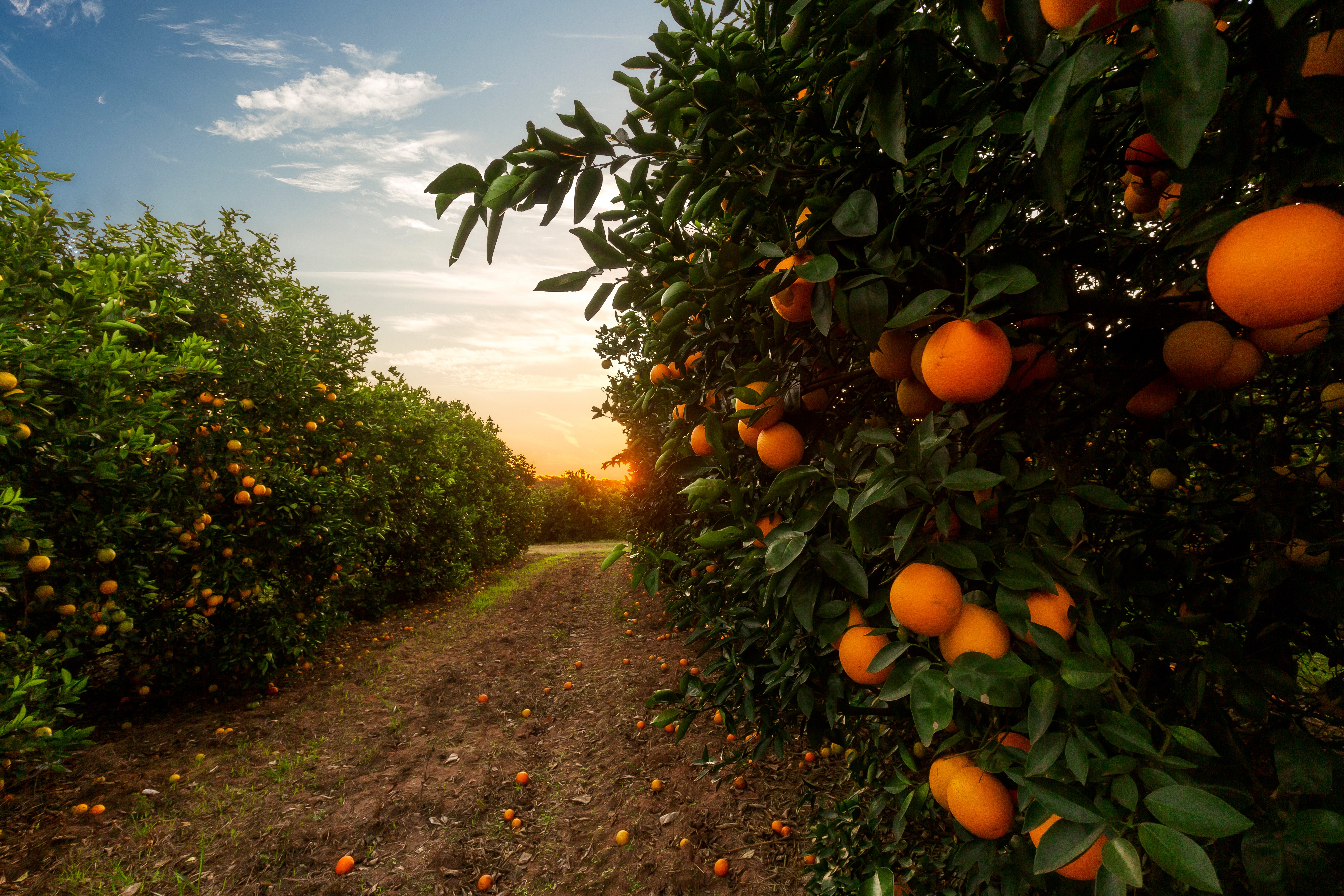 Phyllosticta on Citrus Exploring pathogenicity, genomics, and taxonomy