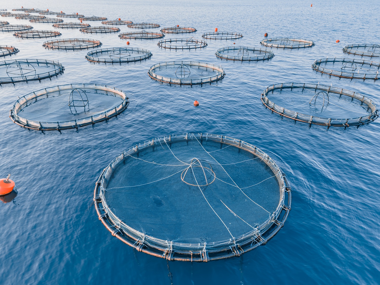 Four rows with big, round cages with fish in the sea