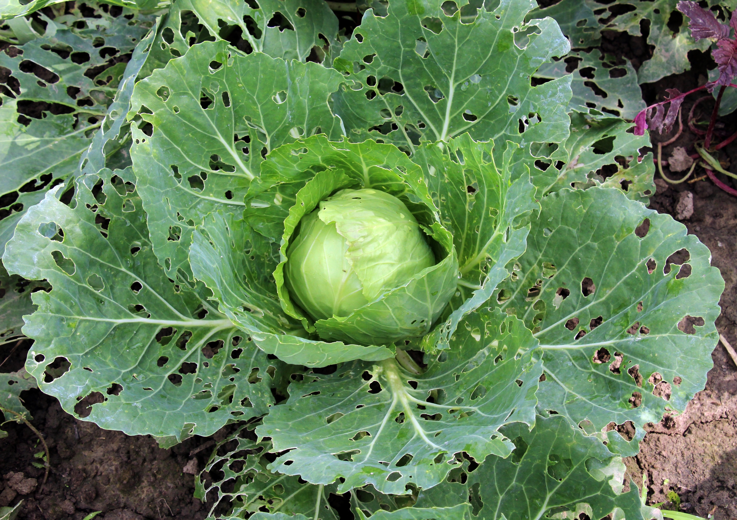 Invloedssfeer: Insectenvraat en plantenafweersignalen beïnvloeden de rhizosfeermicrobiomen in Brassicaceae
