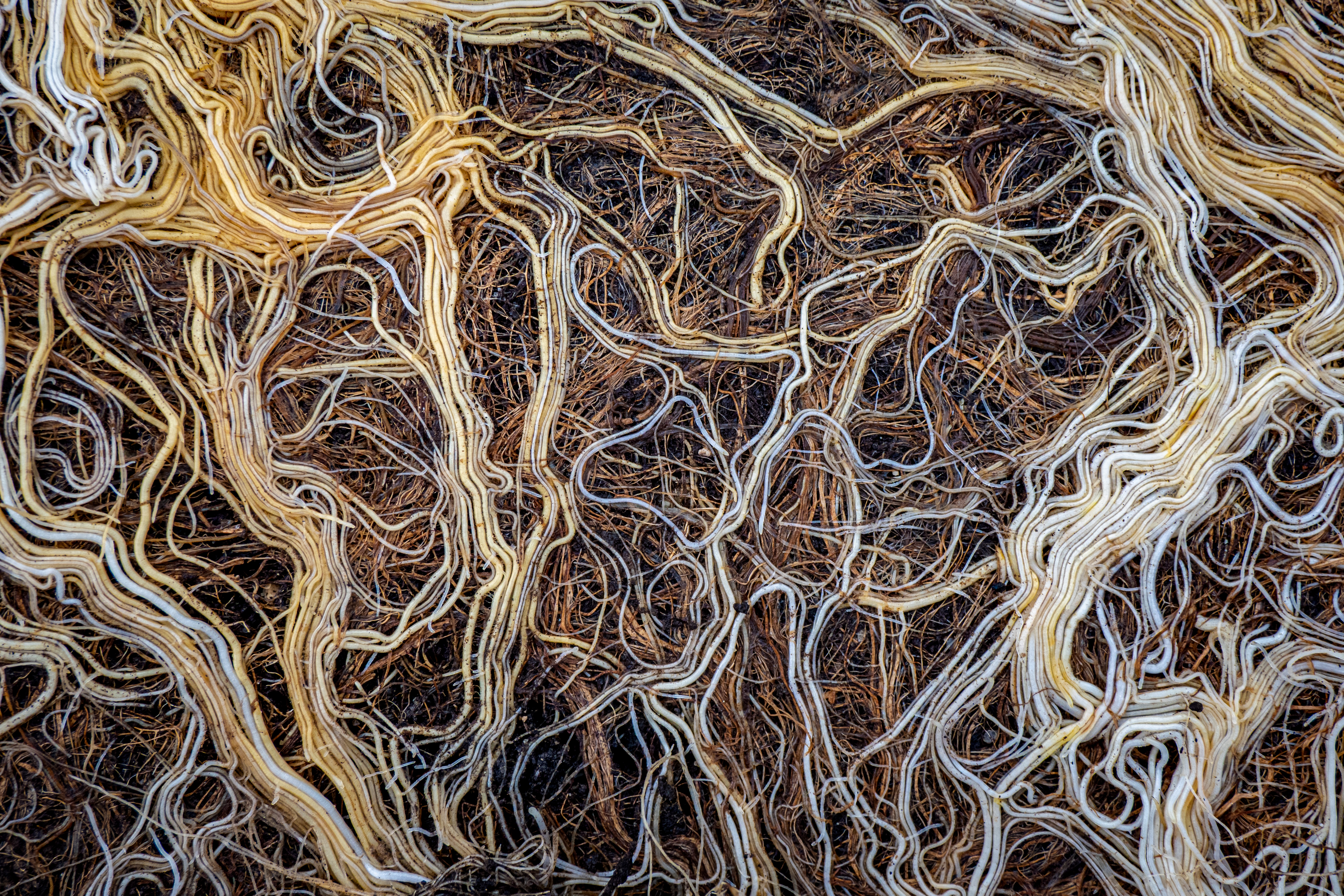 Steering the rhizobiome: multi-trophic and stage-dependent responses to diversified cropping systems
