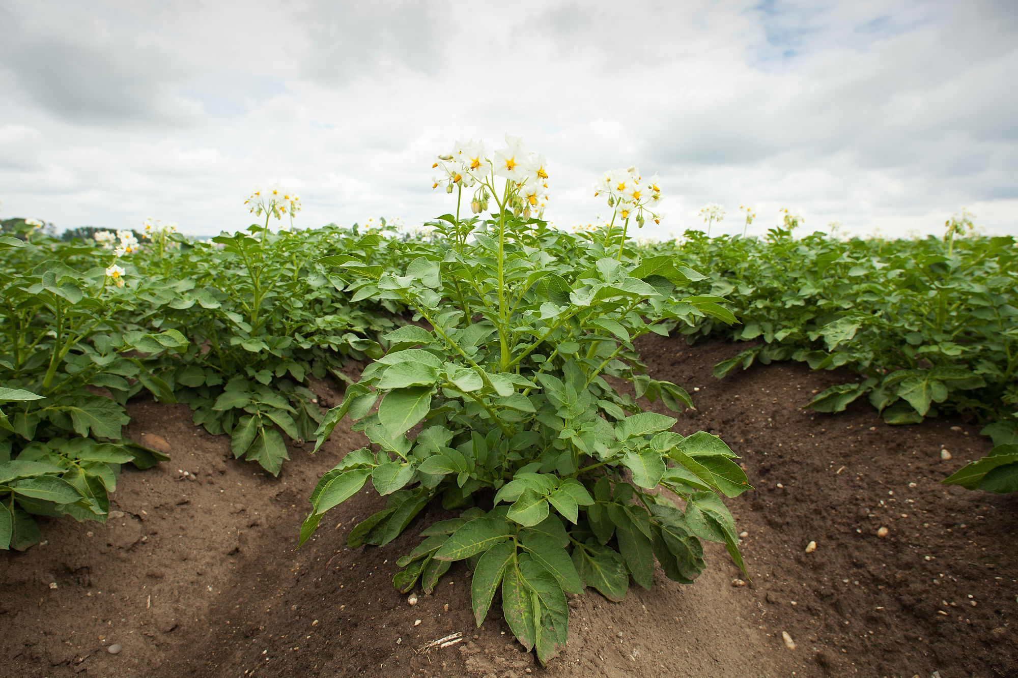 aardappelplant