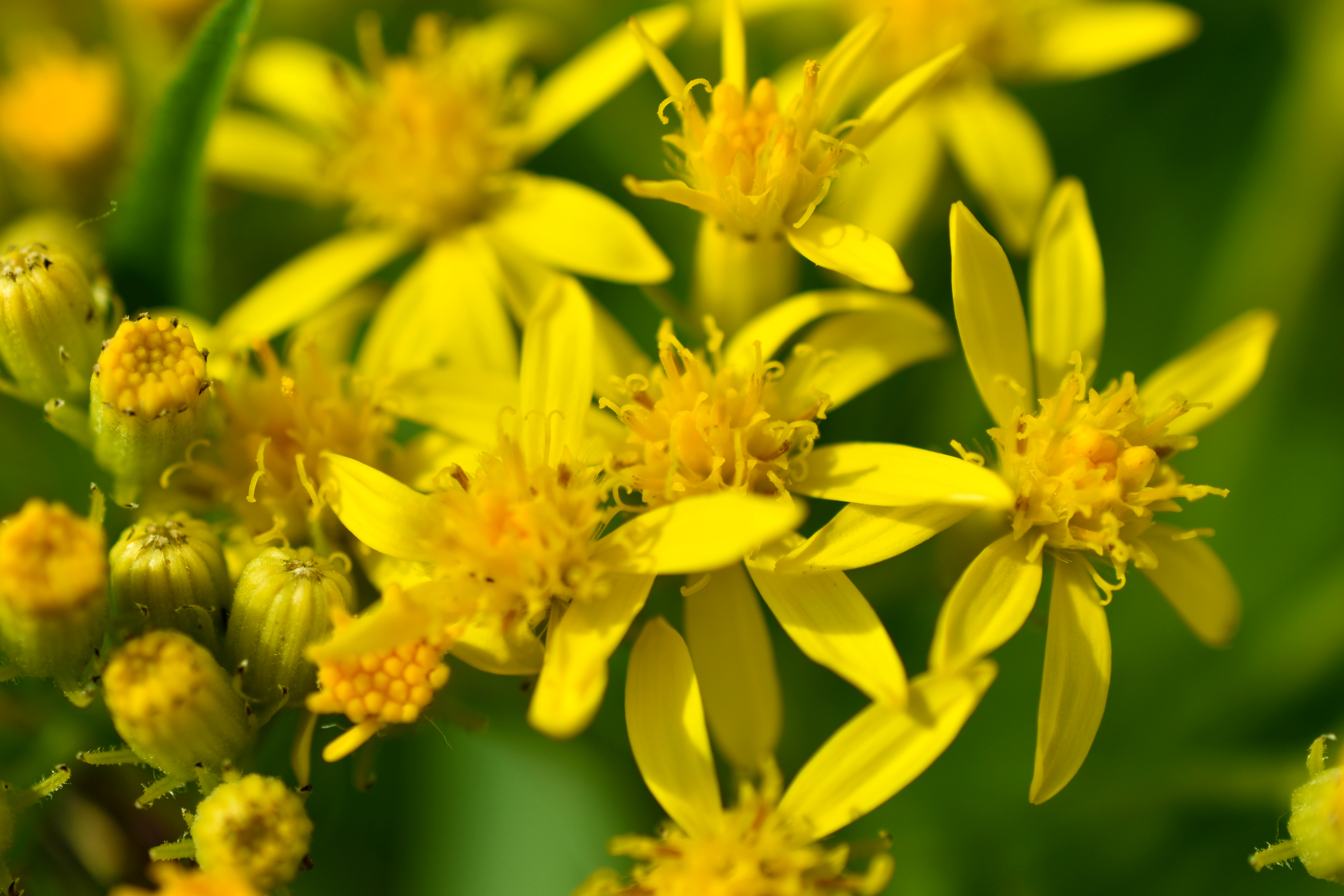 Door planten gehouden. Hoe inzichten in populatie-ecologische en genetische processen het behoud en herintroducties van planten kunnen verbeteren