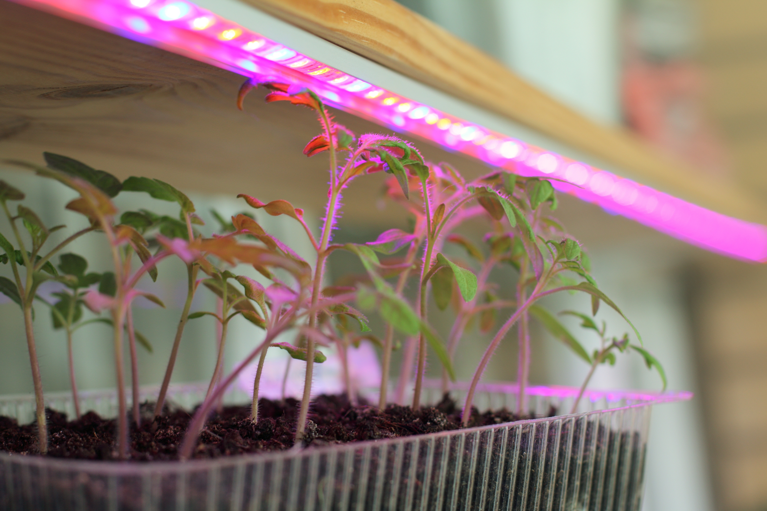 Far-red in greenhouse tomato cultivation: from light perception to fruit yield improvement