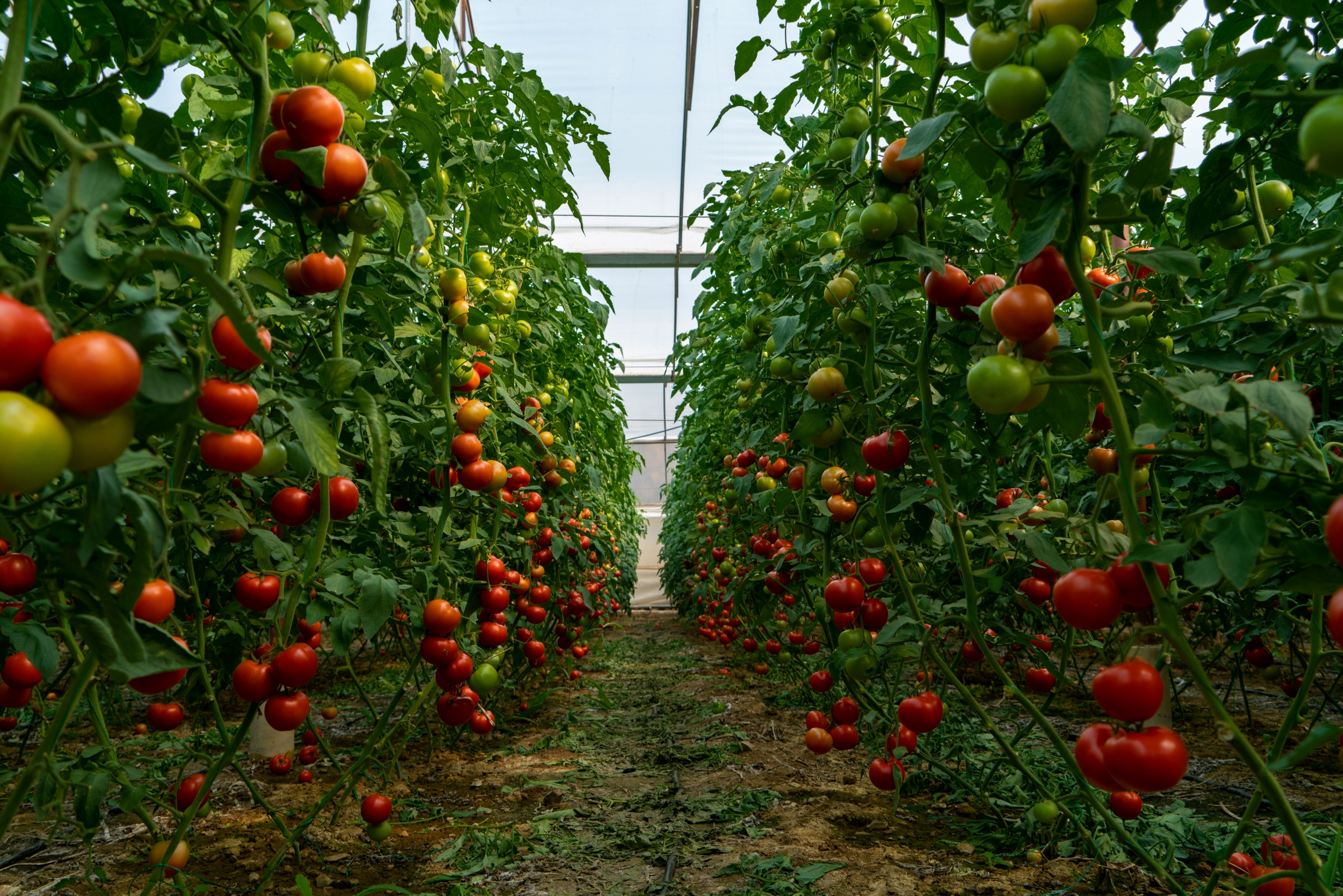 Technische en economische aspecten van de beheersing van Alternaria-mycotoxinen in tomaten in China