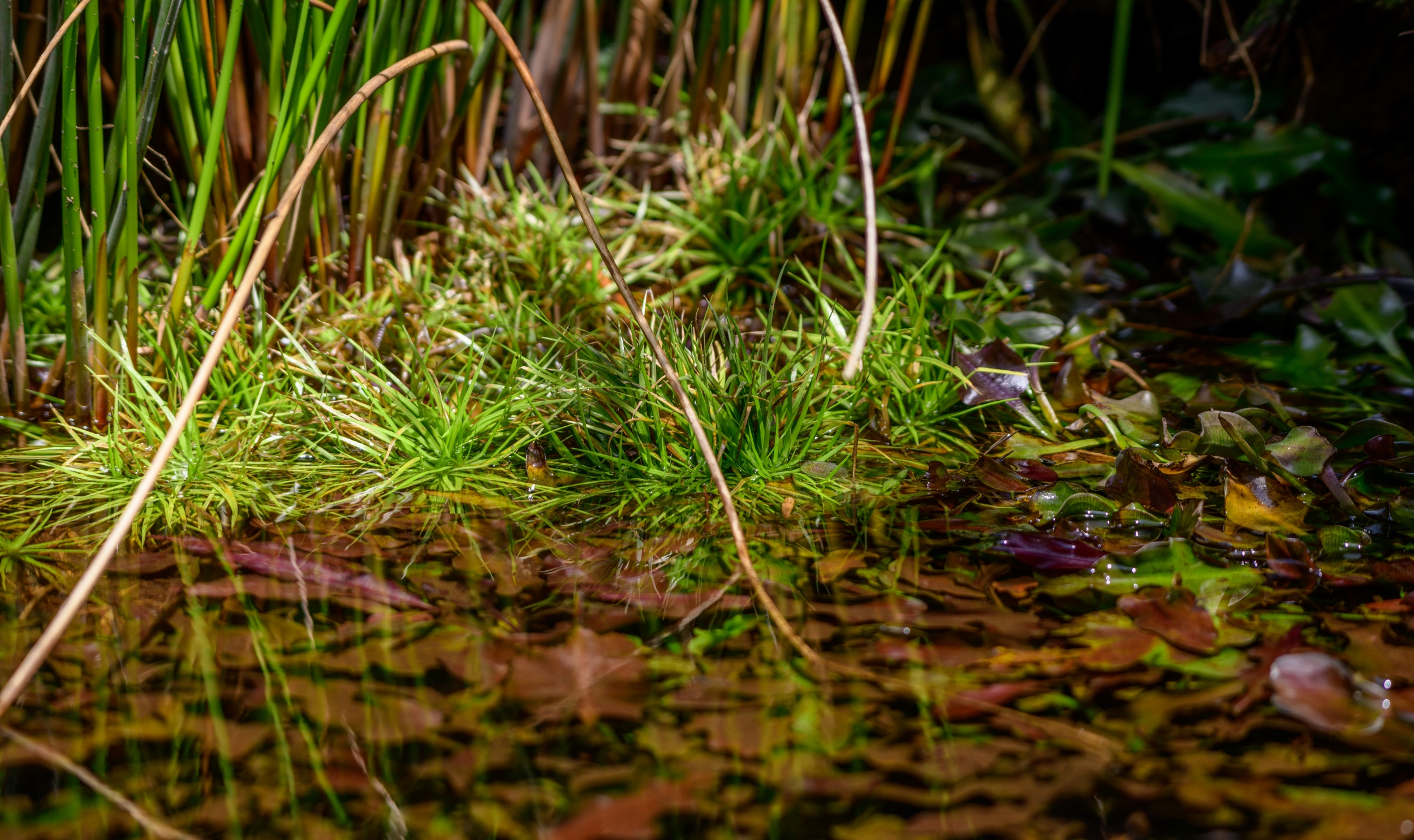Effecten van antimicrobiële stoffen op aquatische ecosystemen