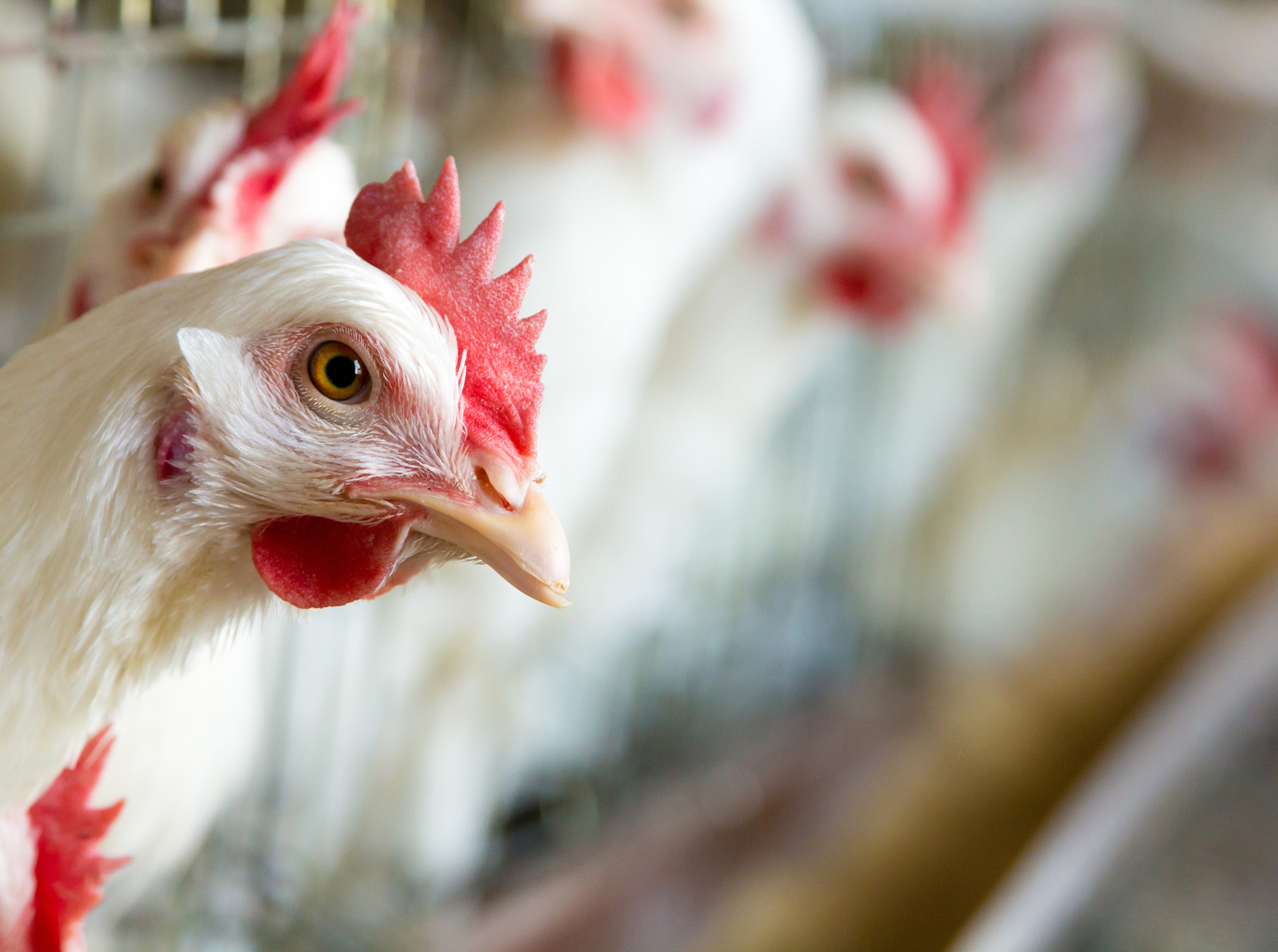 Close up of a white chicken on a farm