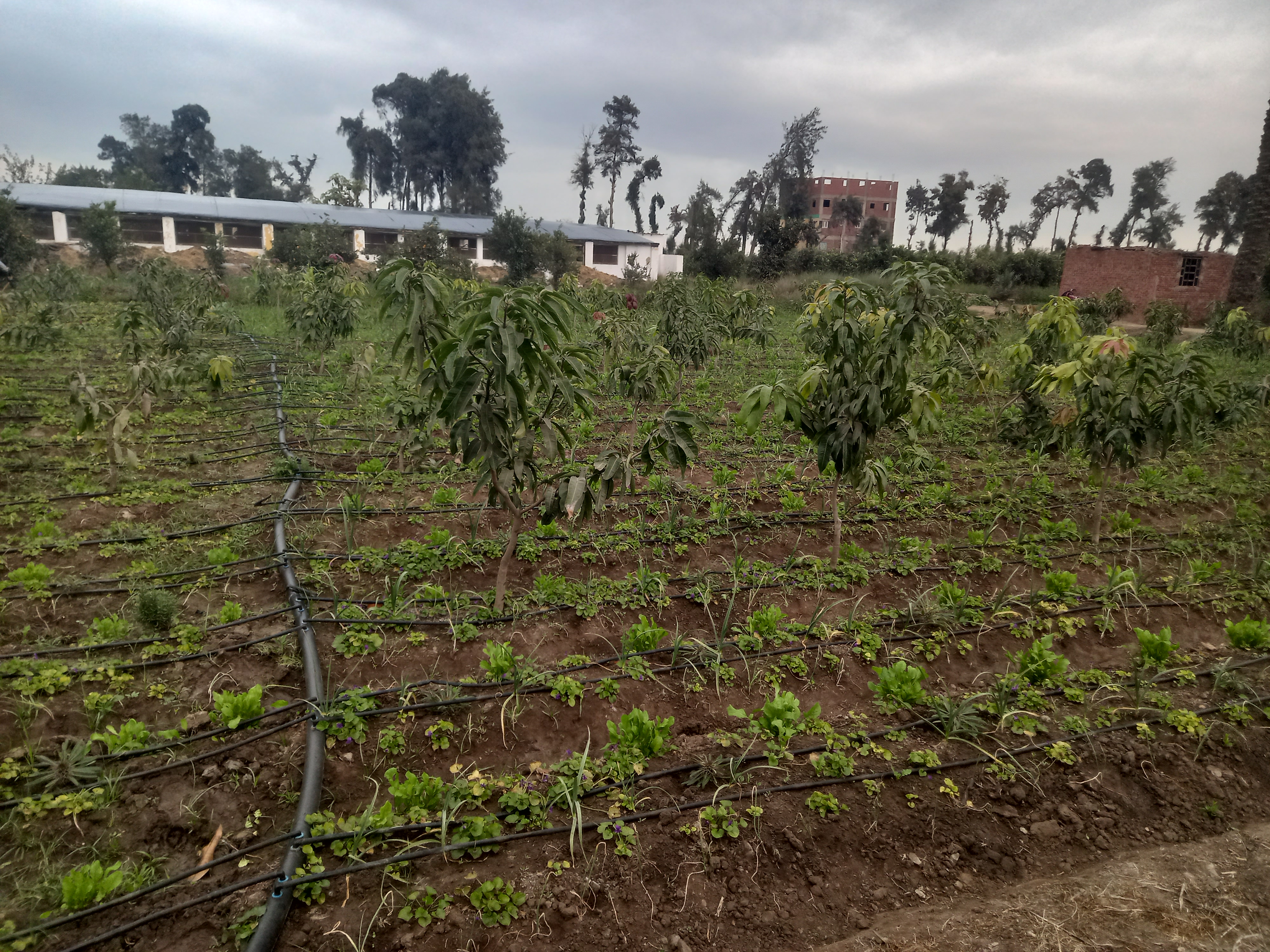 Drip intercropping