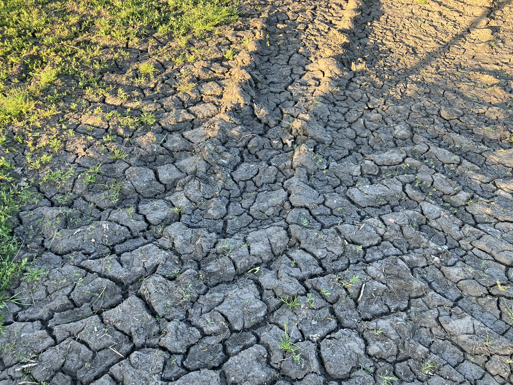 Droogte