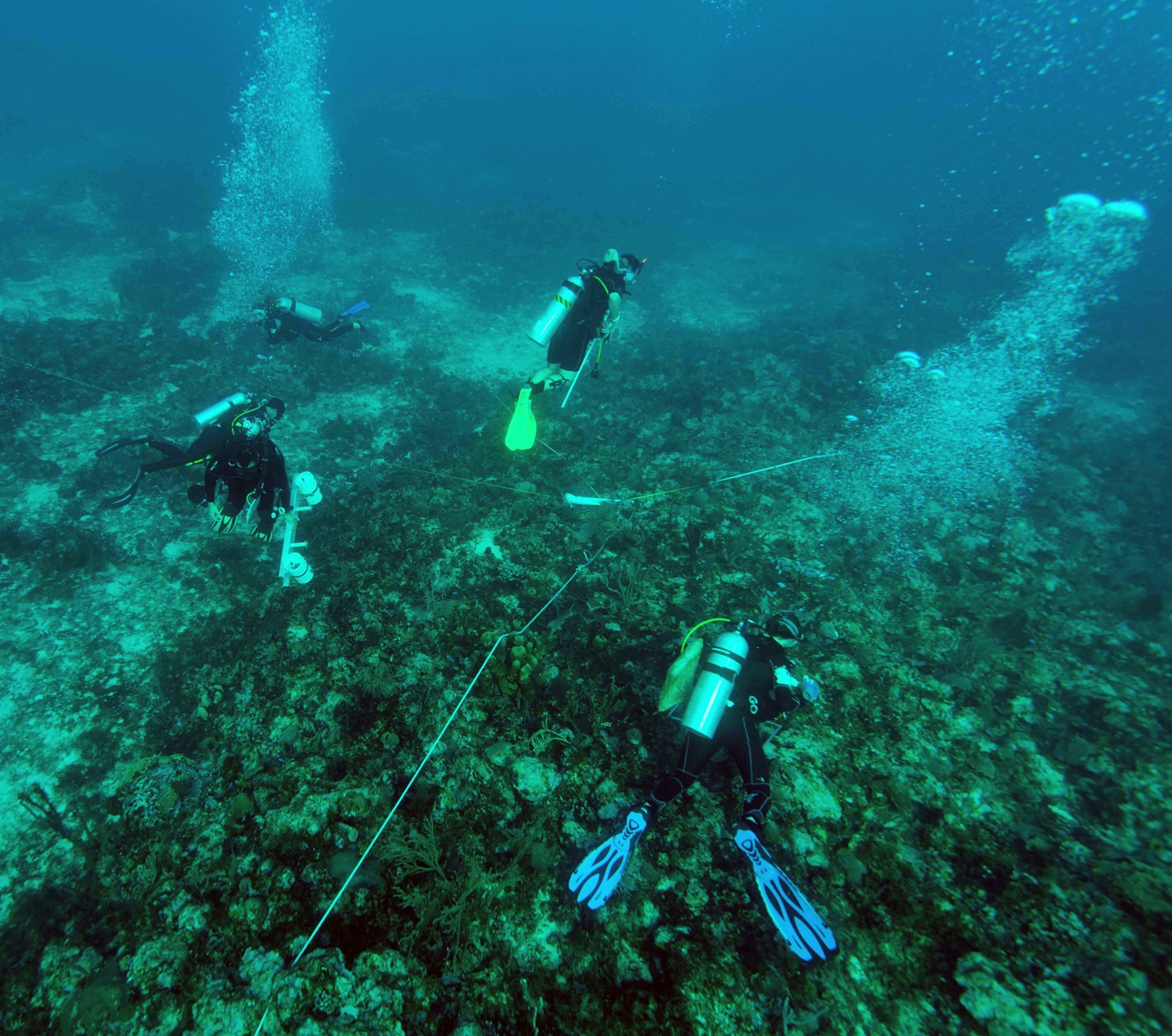 Four divers are conducting research on a coral reef