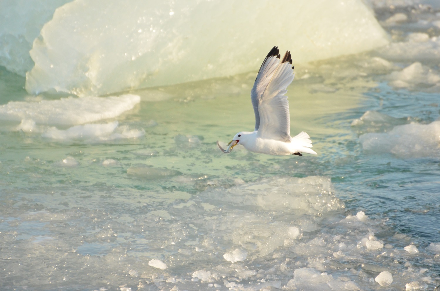 A seagull flies over a frozen sea with a fish in its beak