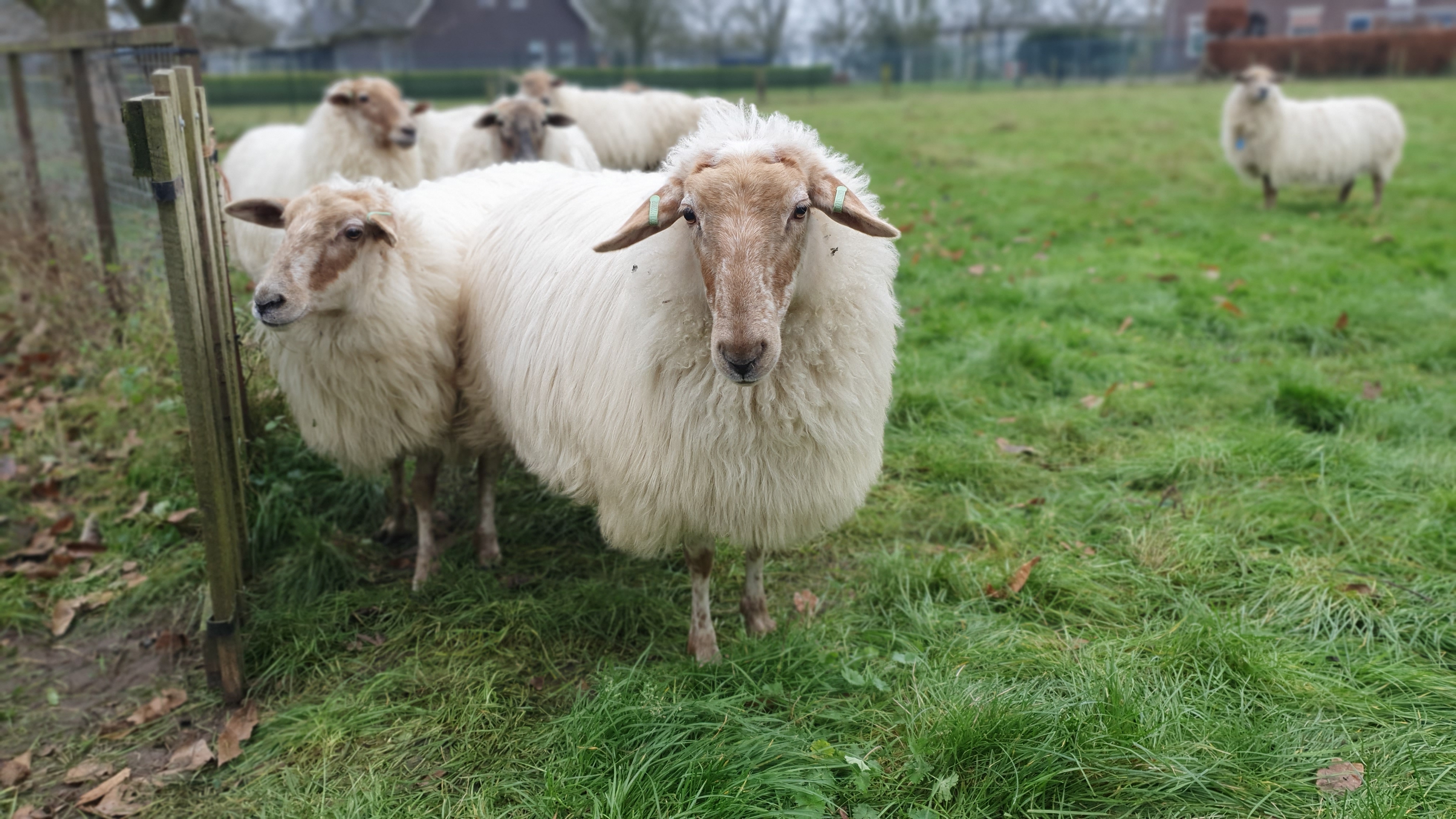 Zeldzame Mergelland schapen in de wei