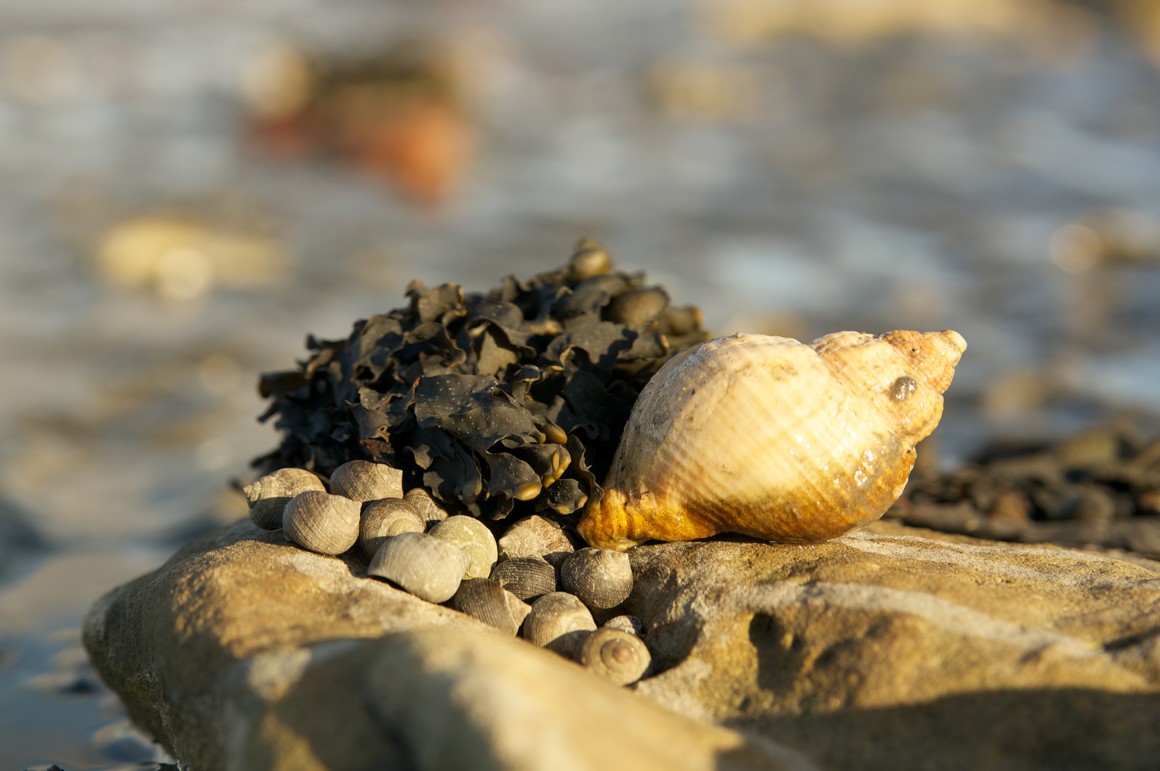 Kleine en grote schelpen en zeewier