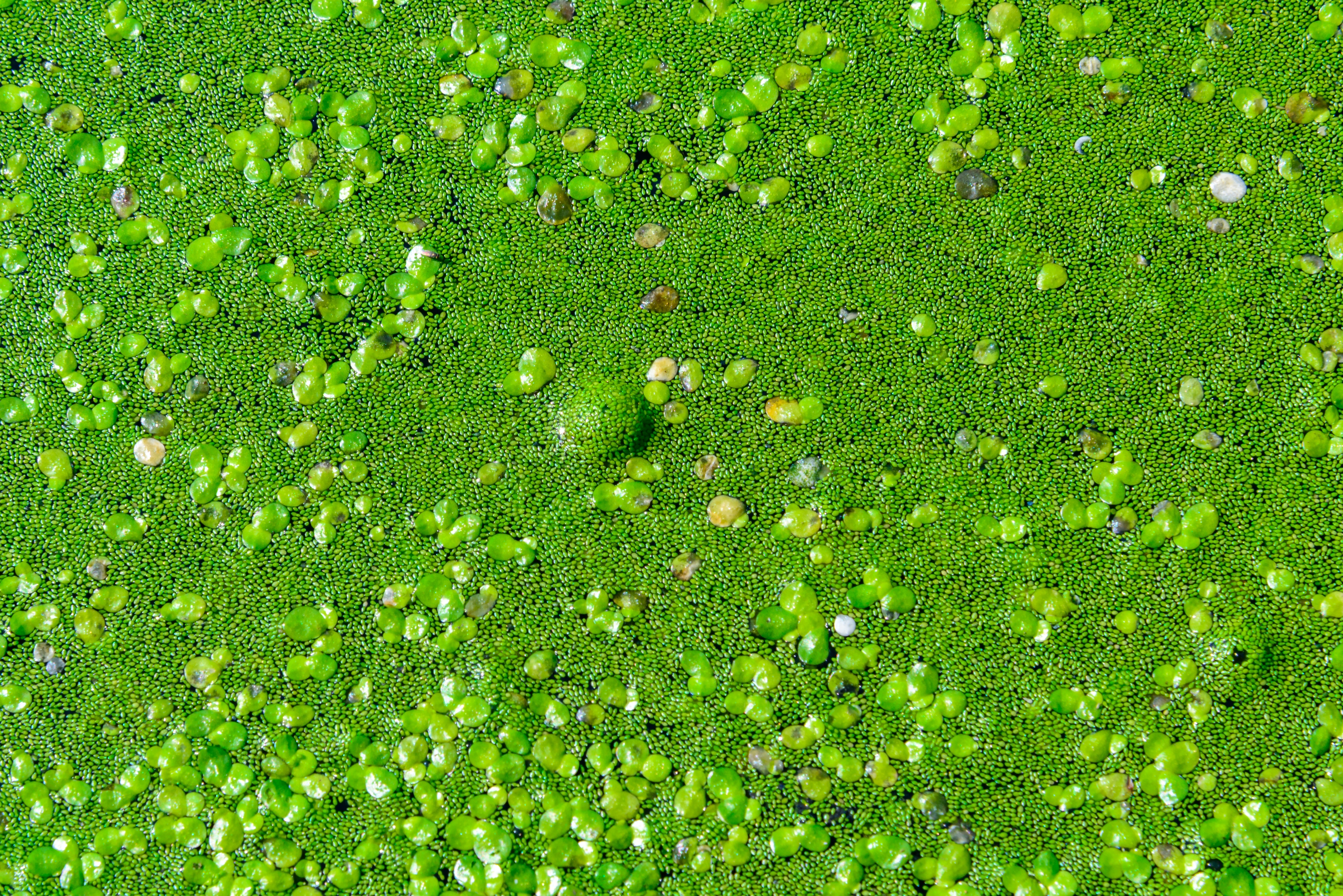 Dual nitrogen and phosphorus control for mitigating eutrophication and cyanobacterial blooms