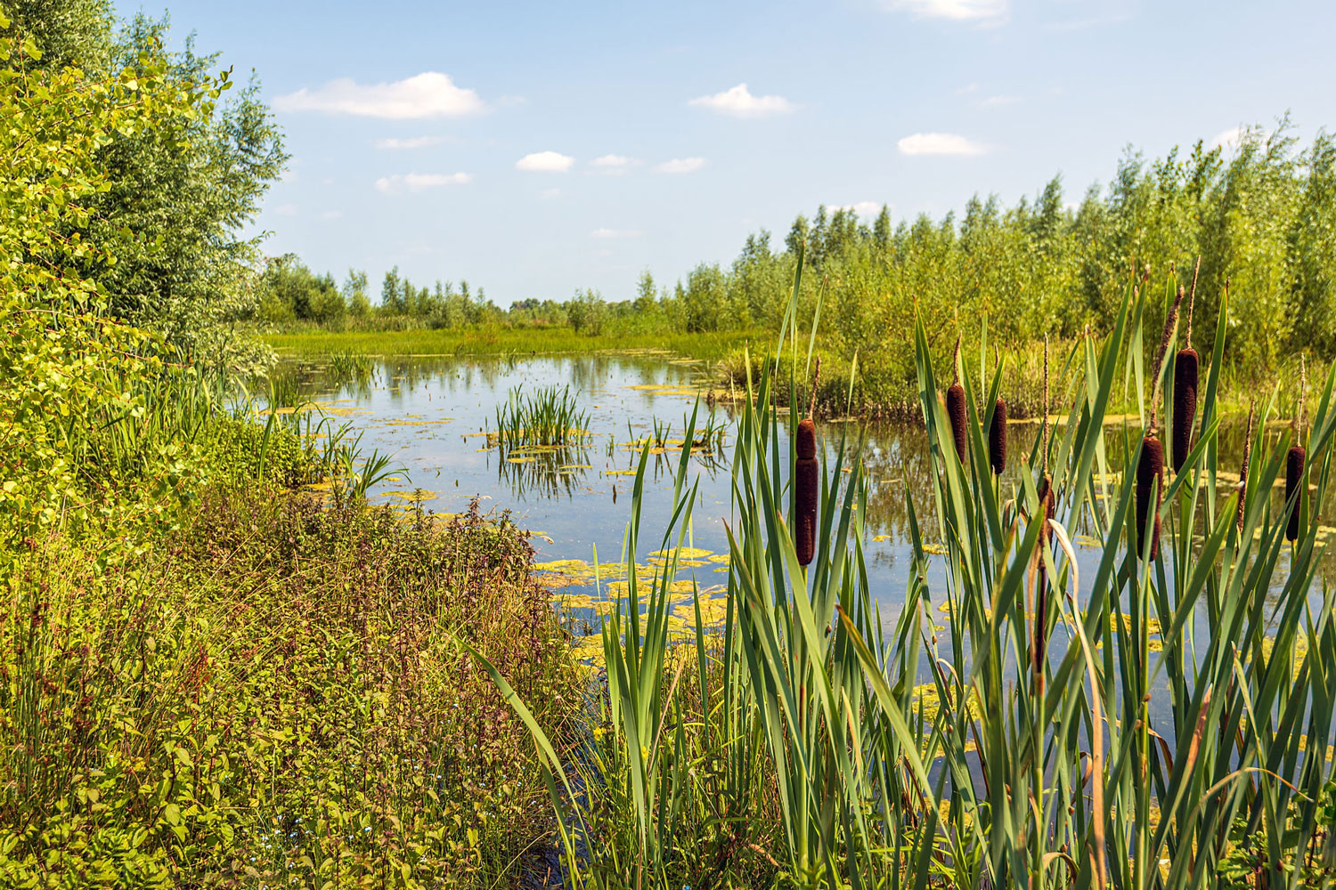 De Biesbosch