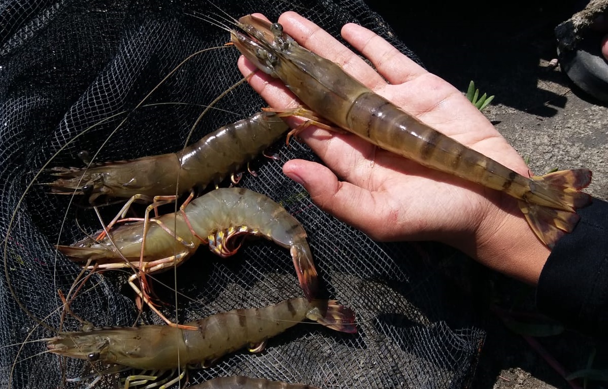 Four large prawns in a black fishnet