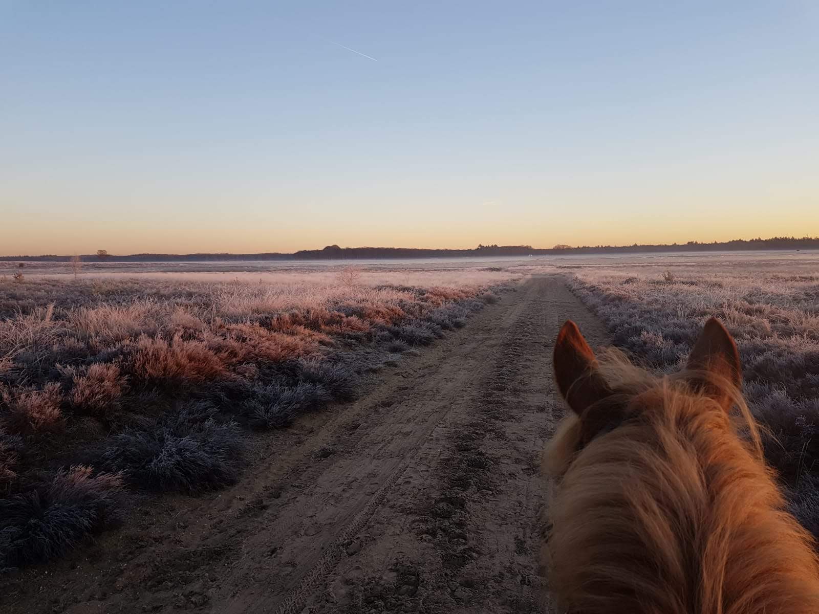 Zicht vanaf een paard op een rustige weide met zandpad en paarse heide