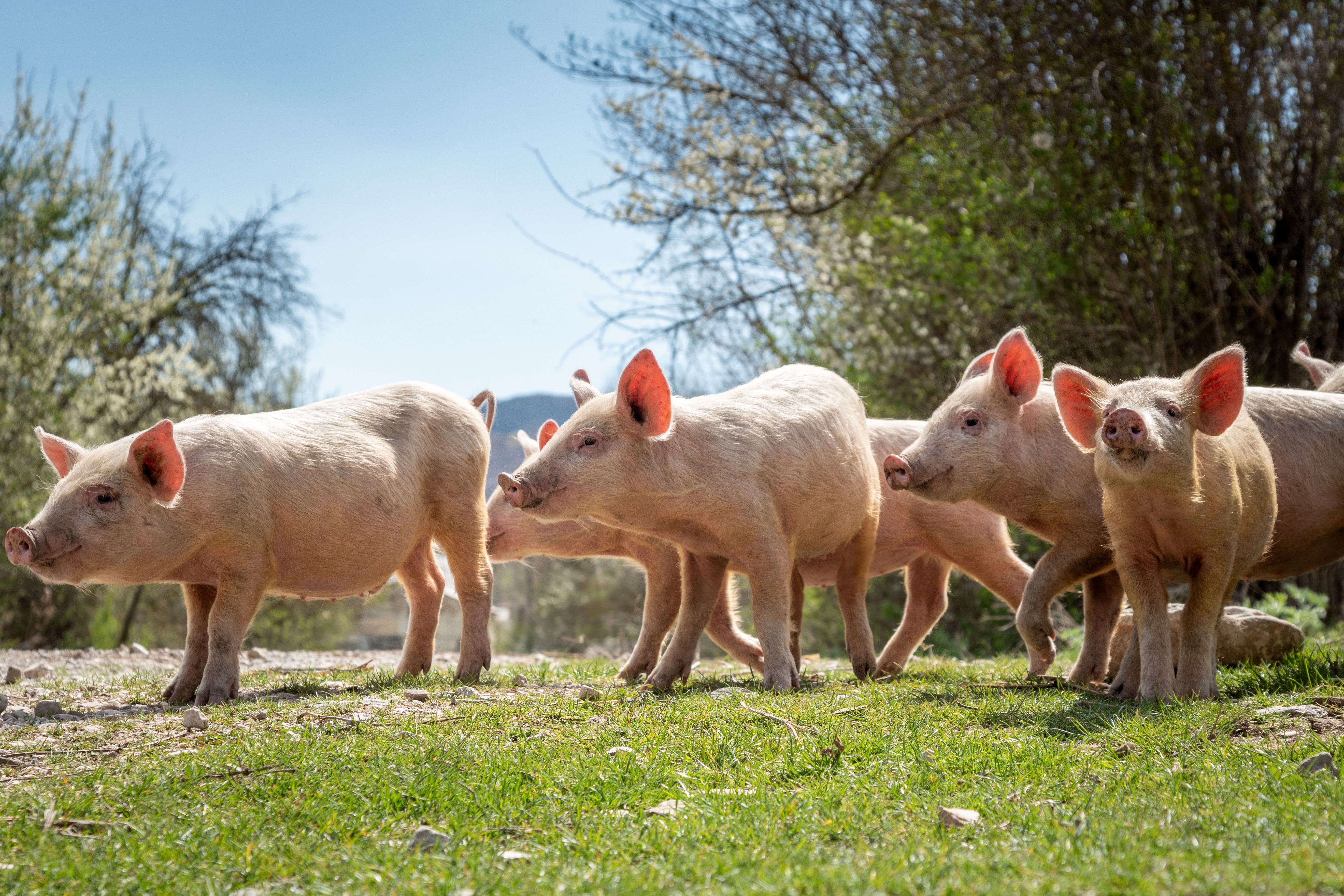 Piglets in a field of green grass
