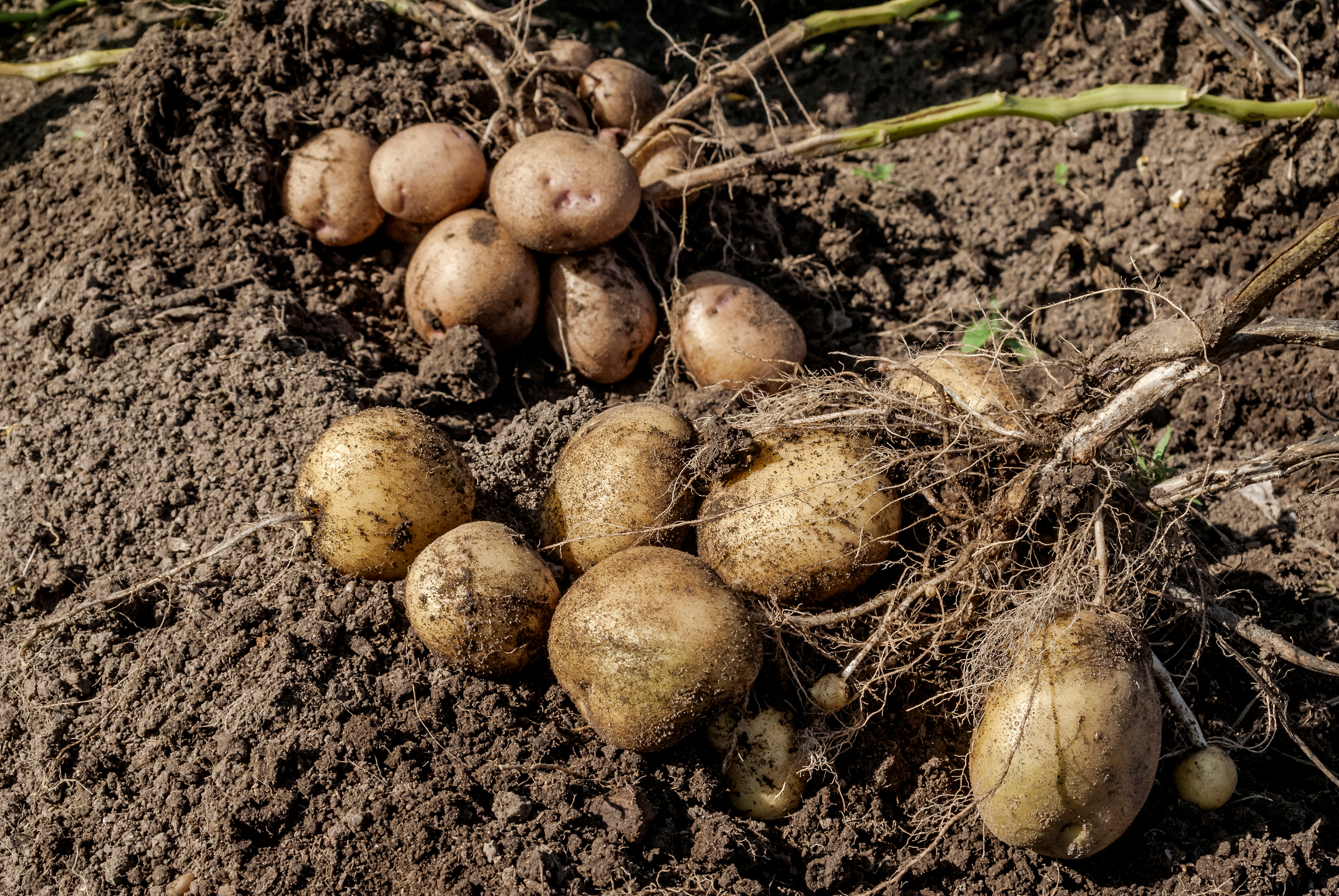 From Soil to Tuber: Cadmium Uptake by Potato Plants and Remediation Mechanisms