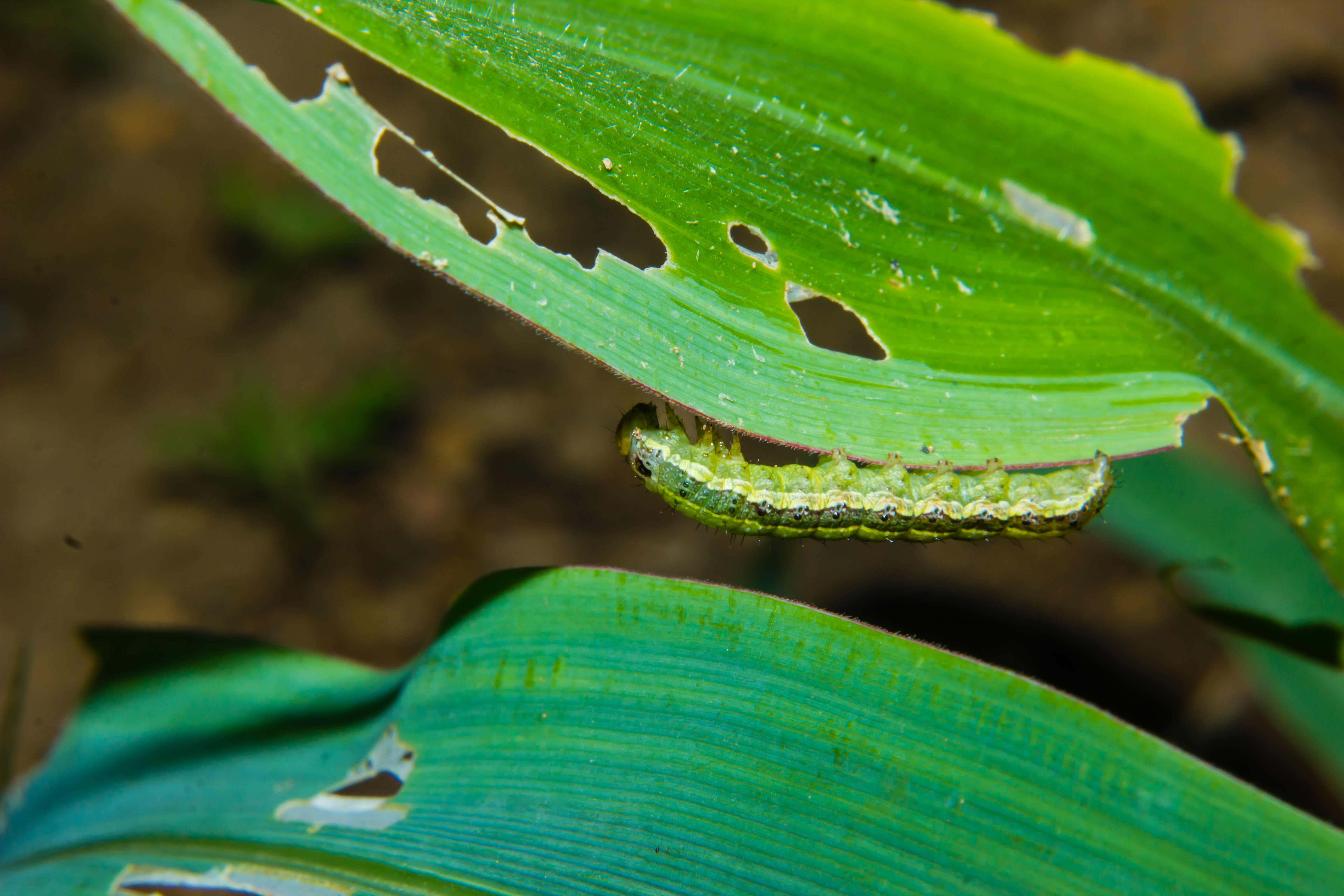 Beheer van Spodoptera frugiperda met behulp van lokale hulpbronnen in kleinschalige maïsteelt in Zambia.