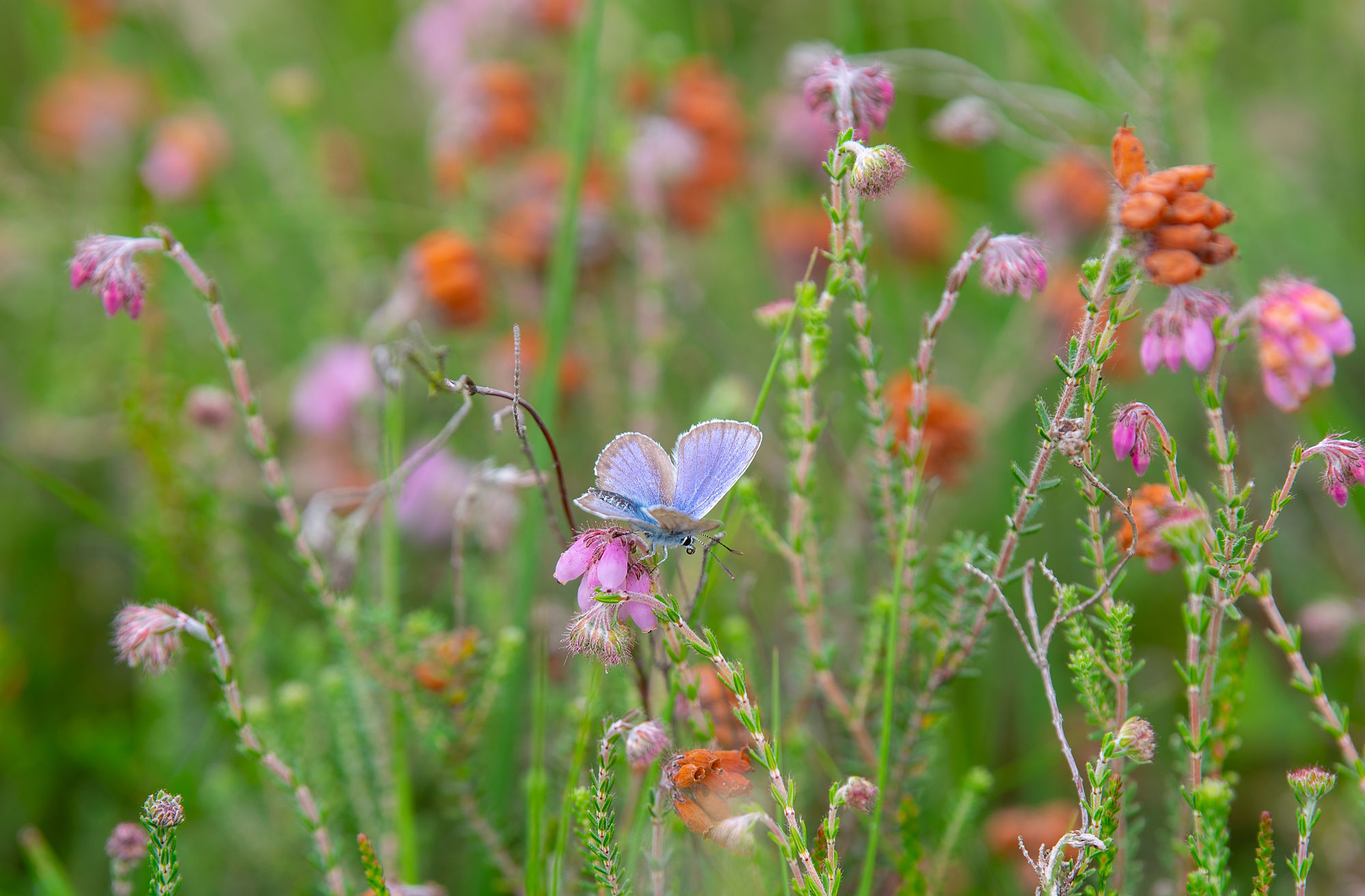 Vlinder veld