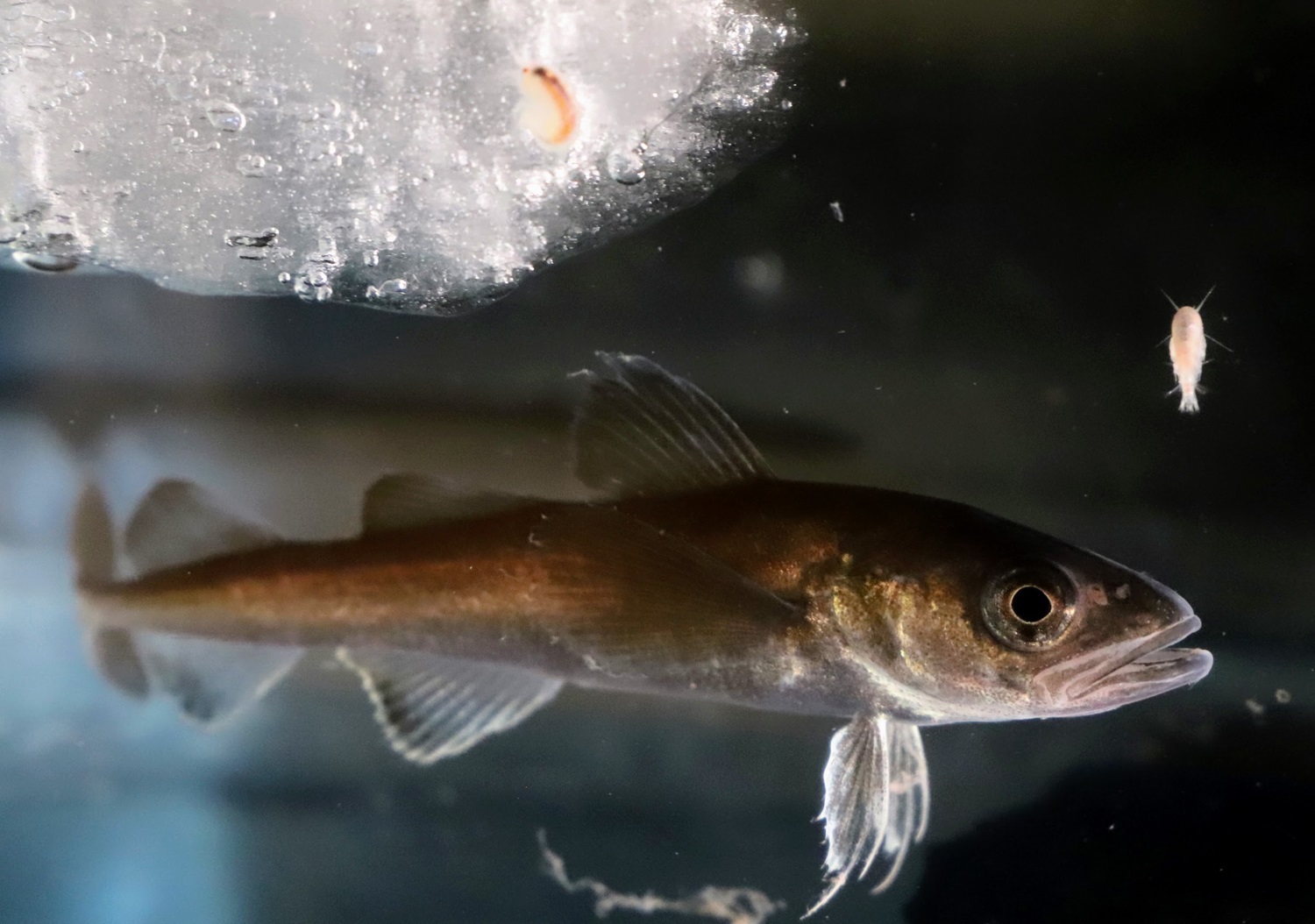 polar cod in sea with ice